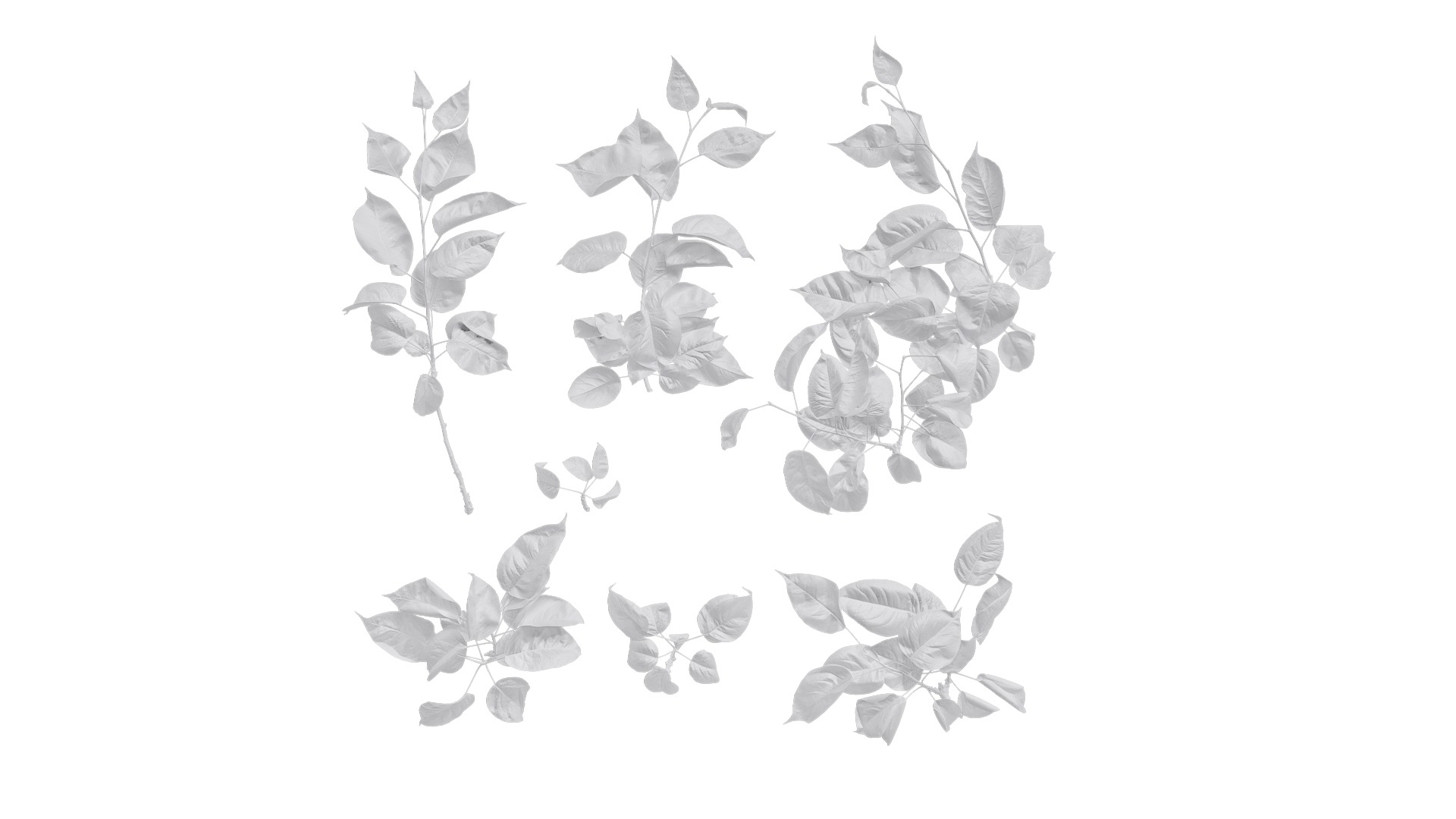 Pyrus Low-poly 3D model_10