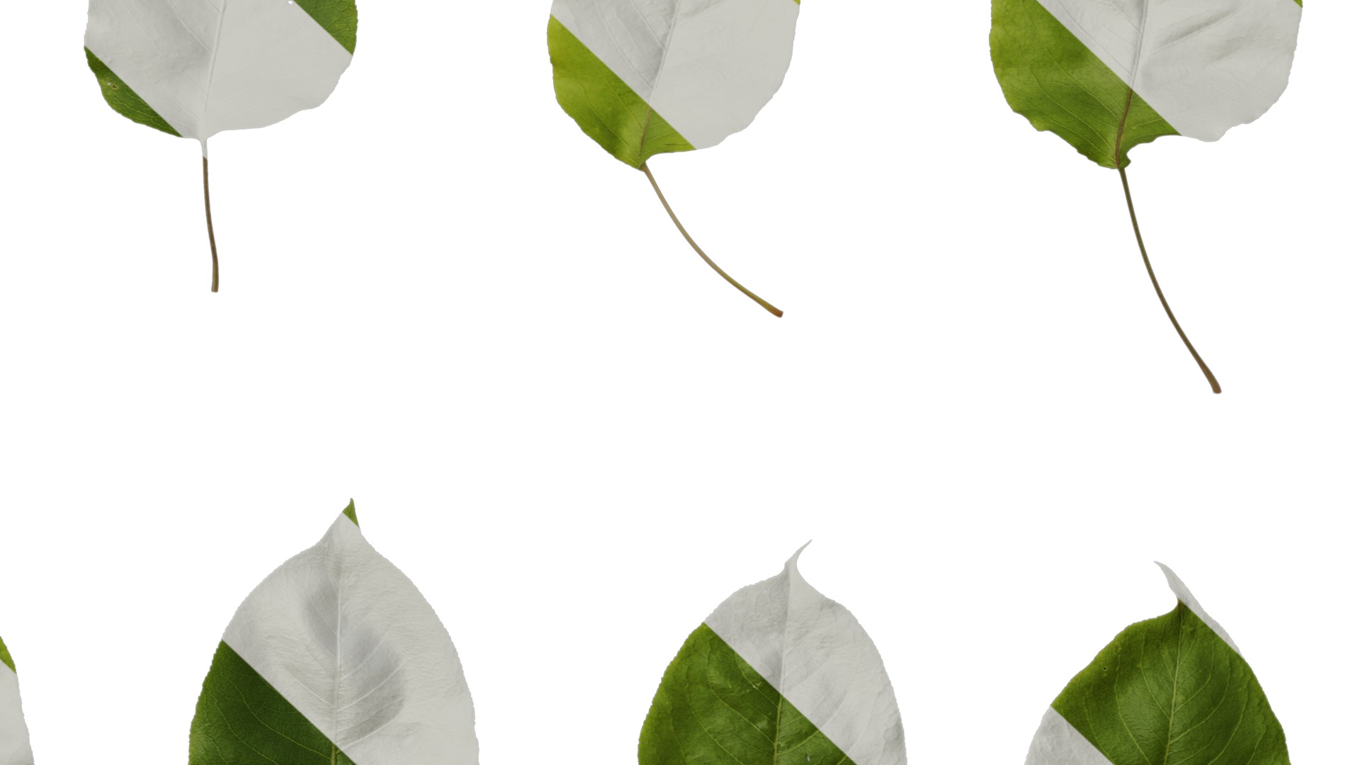 Pyrus Low-poly 3D model_112