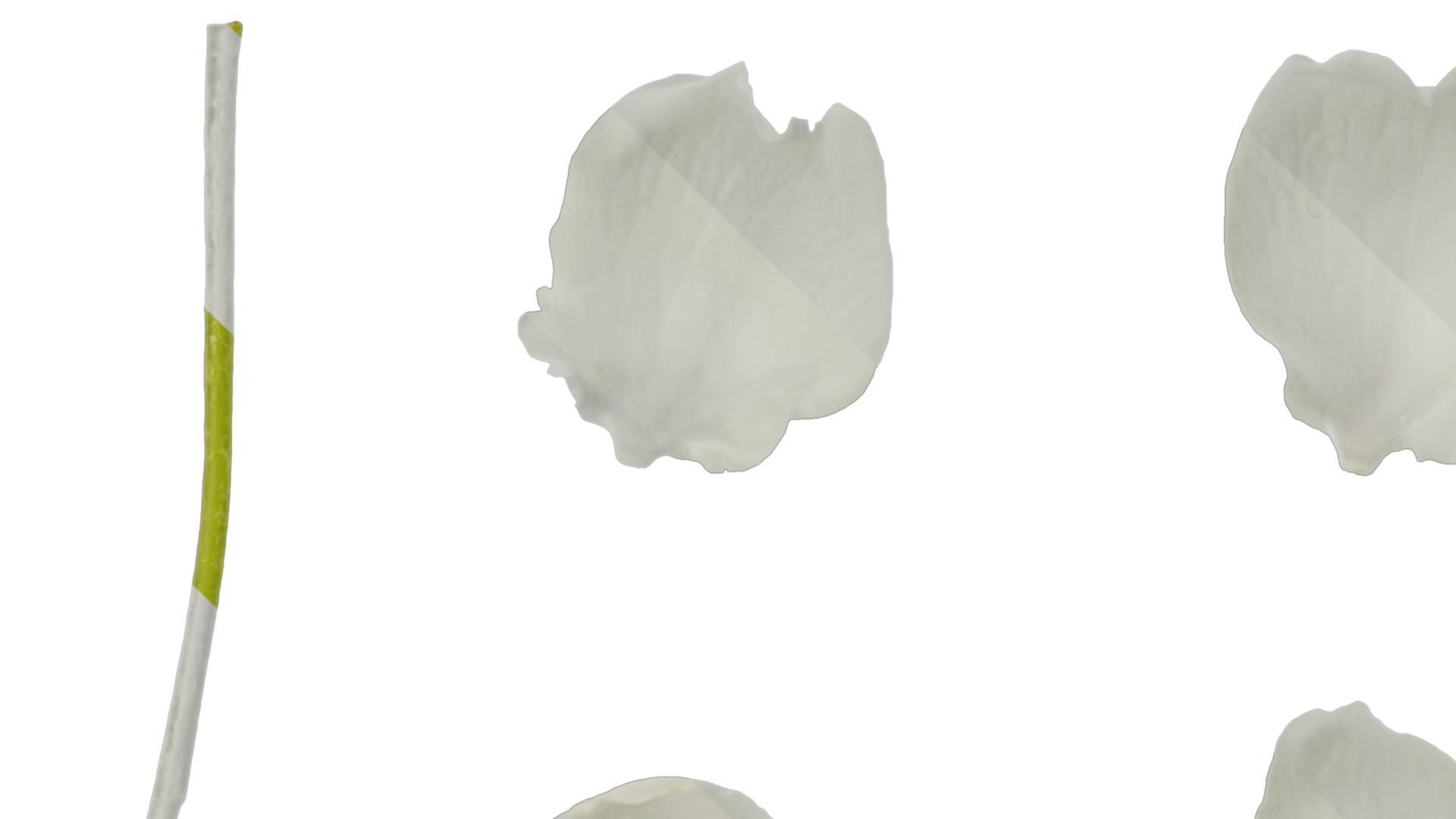 Pyrus Low-poly 3D model_61