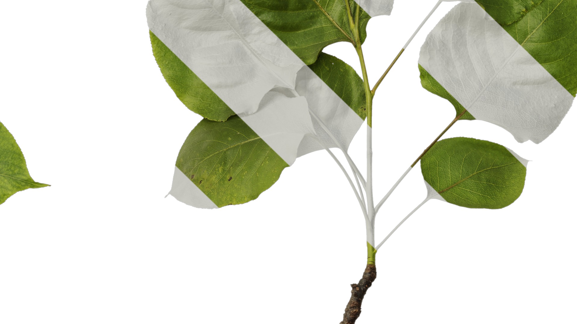 Pyrus Low-poly 3D model_53