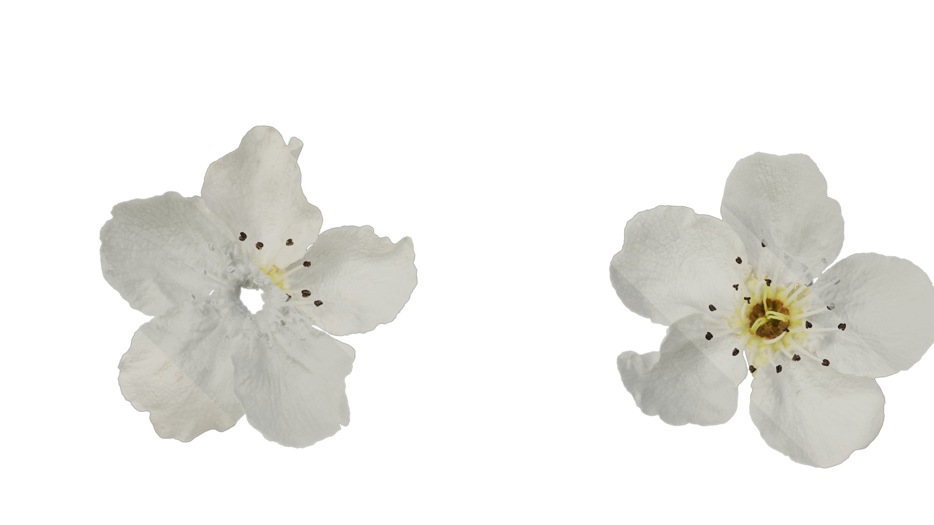 Pyrus Low-poly 3D model_74