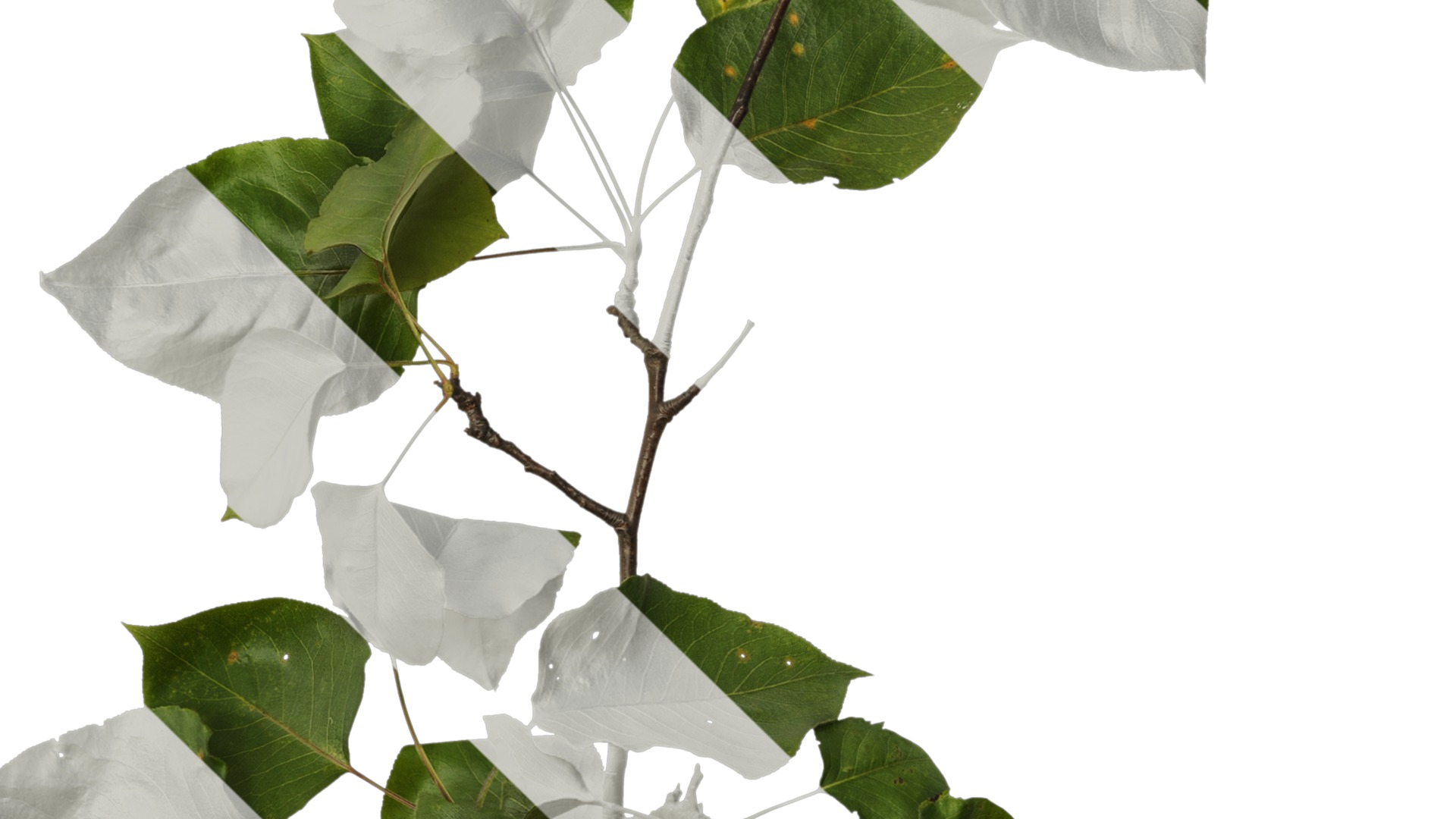 Pyrus Low-poly 3D model_44