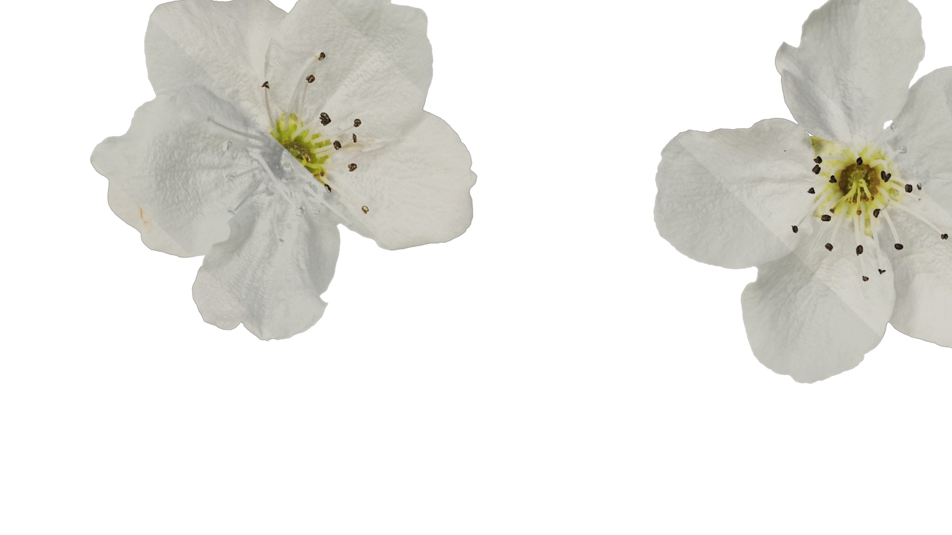 Pyrus Low-poly 3D model_70