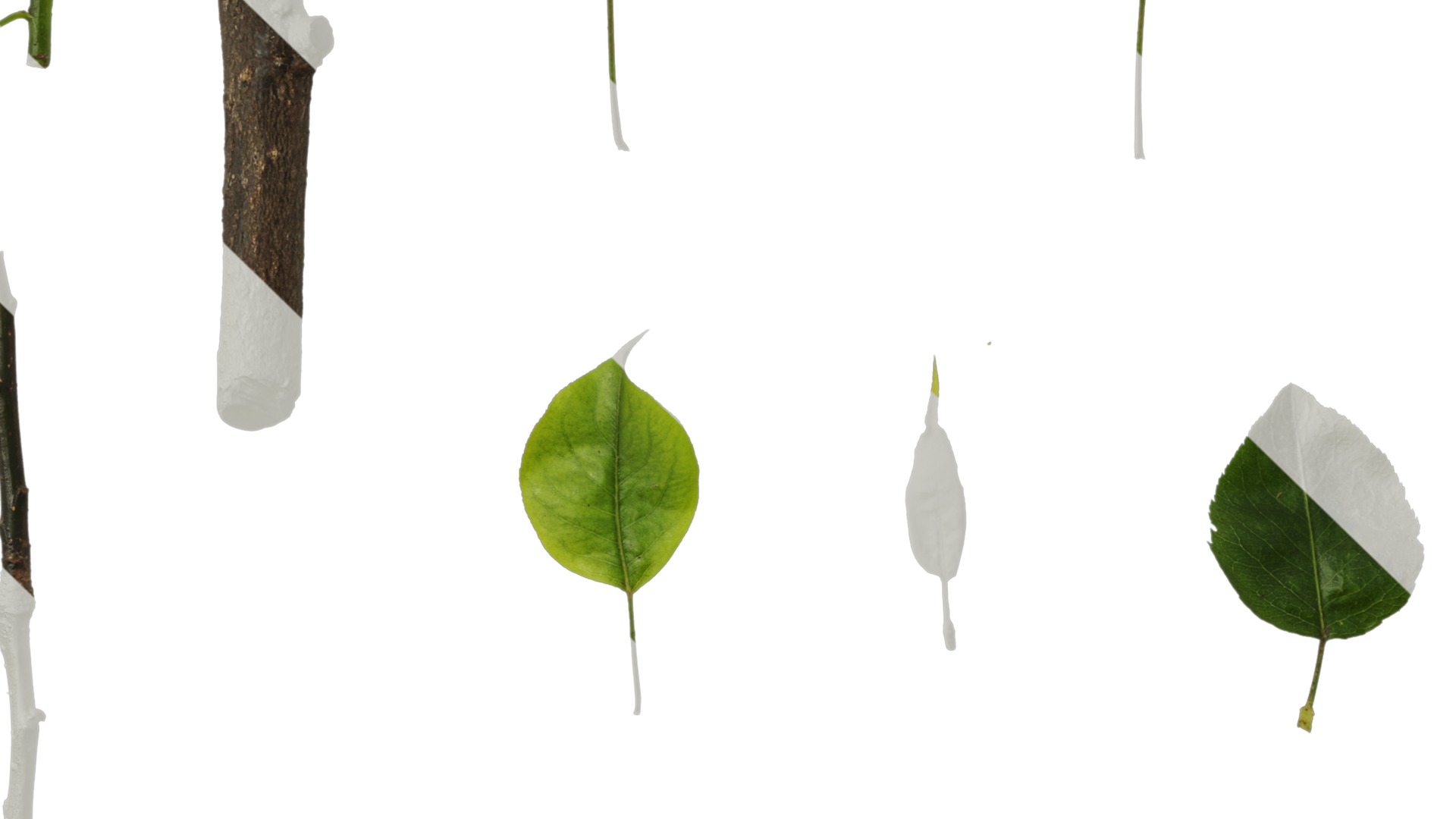 Pyrus Low-poly 3D model_93