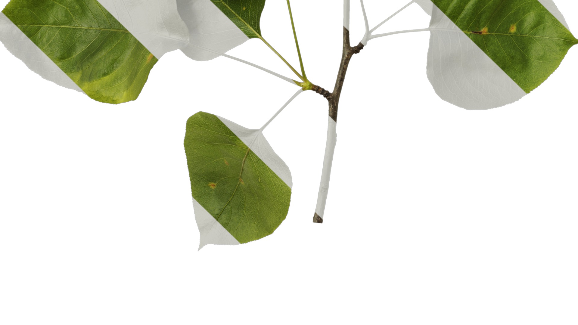 Pyrus Low-poly 3D model_54