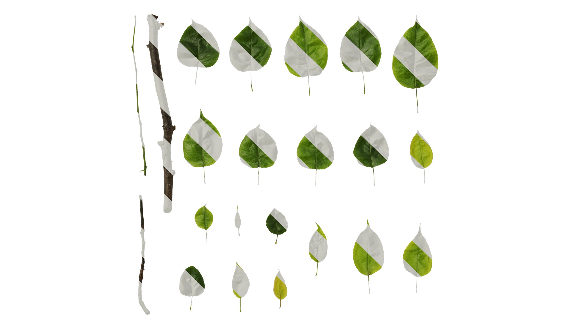 Pyrus Low-poly 3D model_88