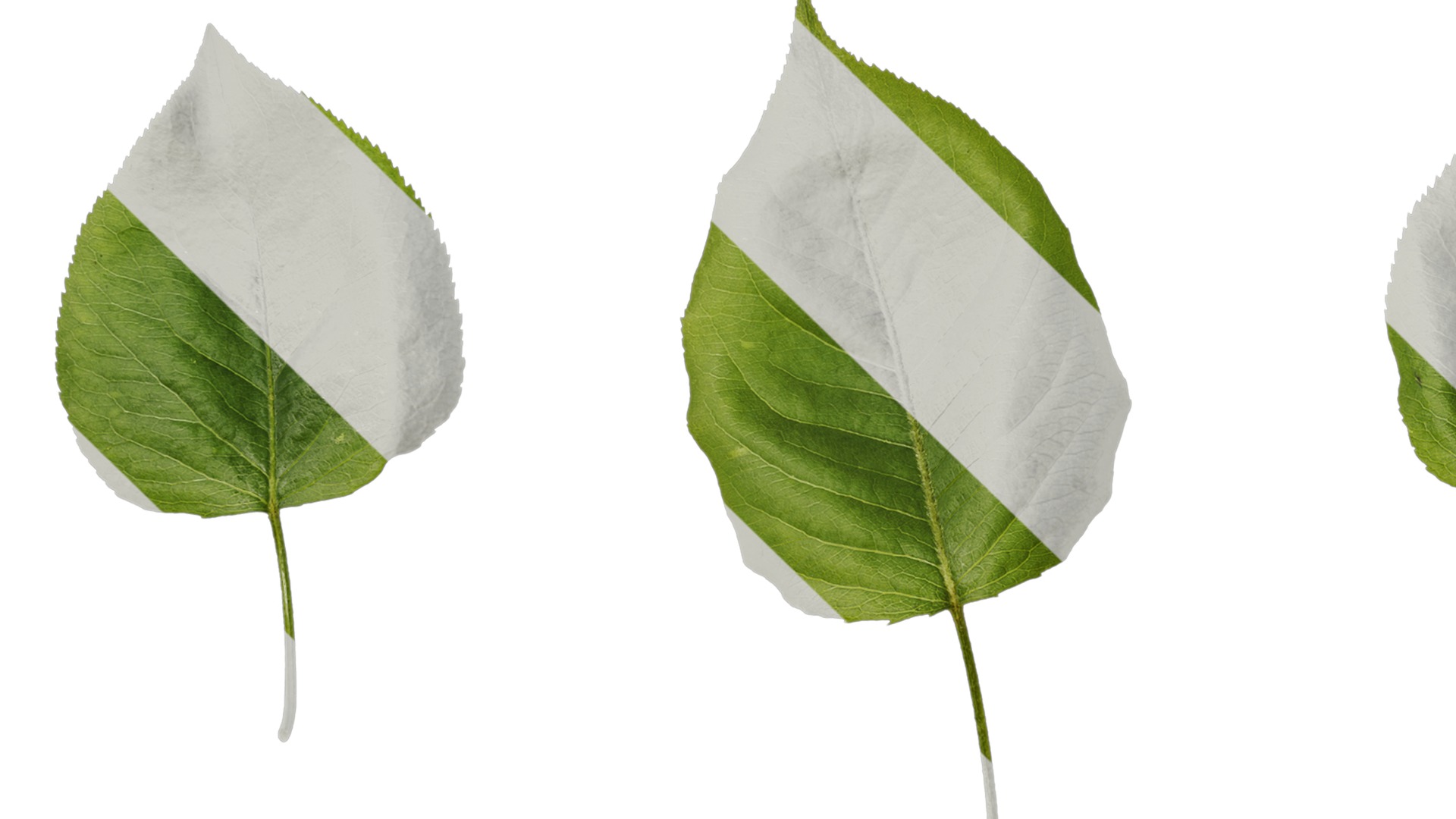 Pyrus Low-poly 3D model_34