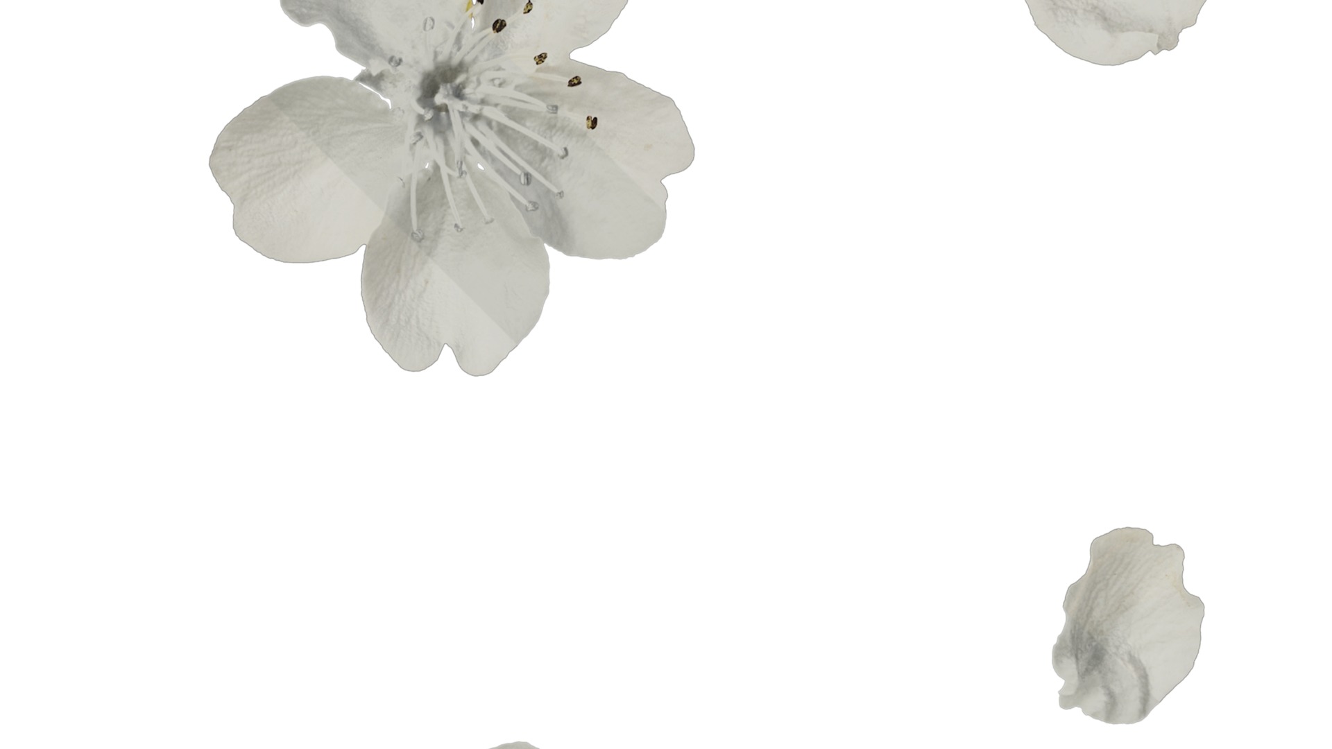 Pyrus Low-poly 3D model_71