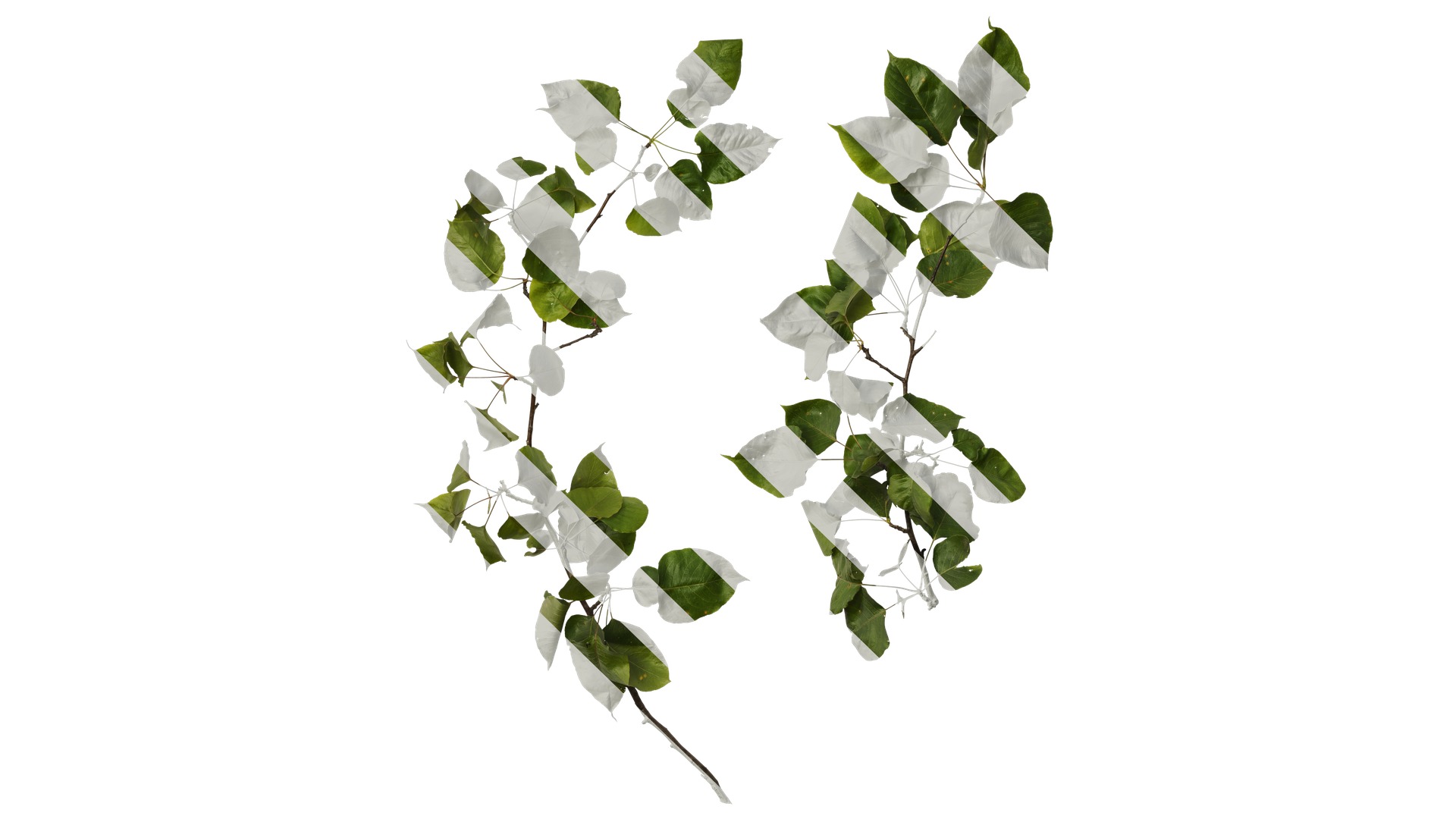 Pyrus Low-poly 3D model_40