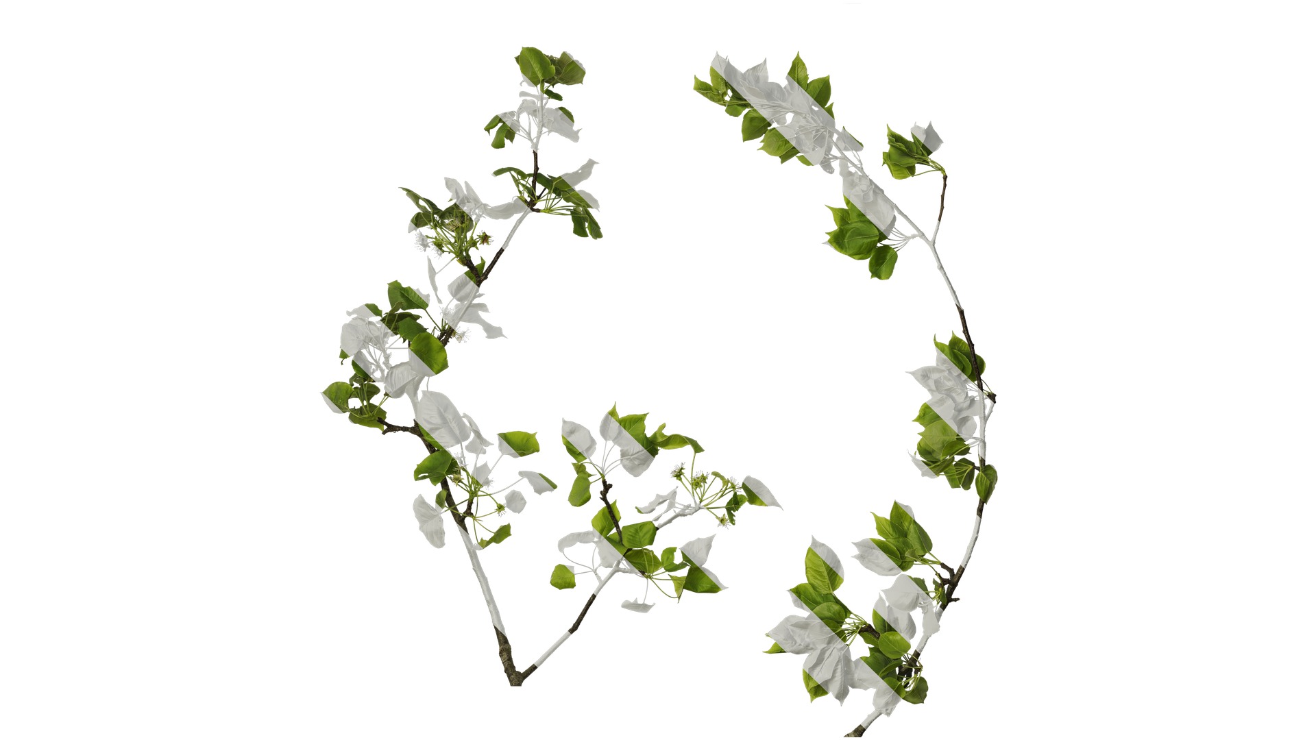 Pyrus Low-poly 3D model_21