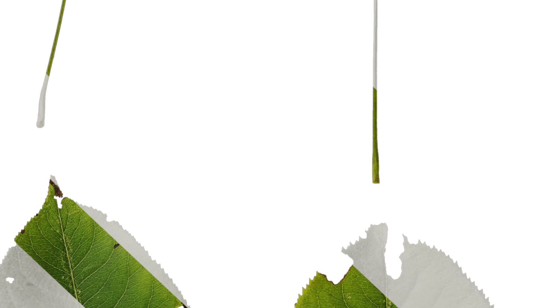 Pyrus Low-poly 3D model_86