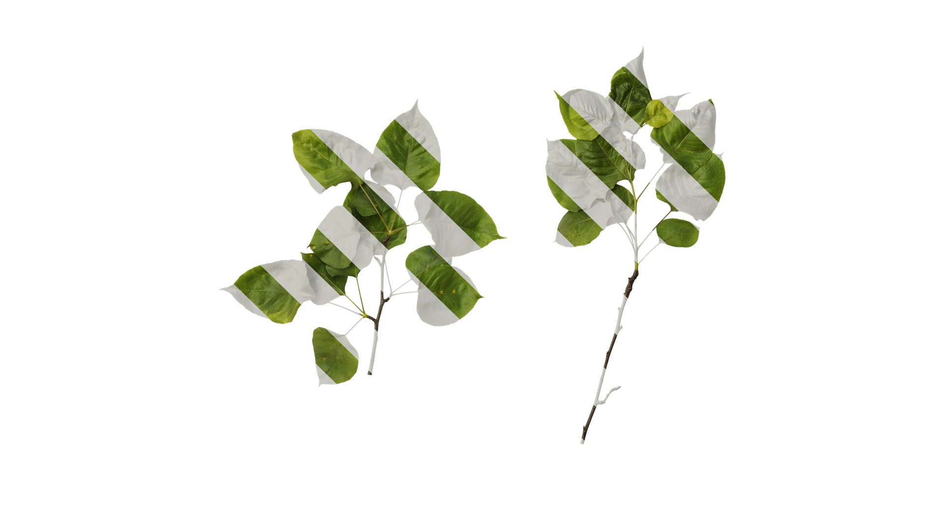 Pyrus Low-poly 3D model_49