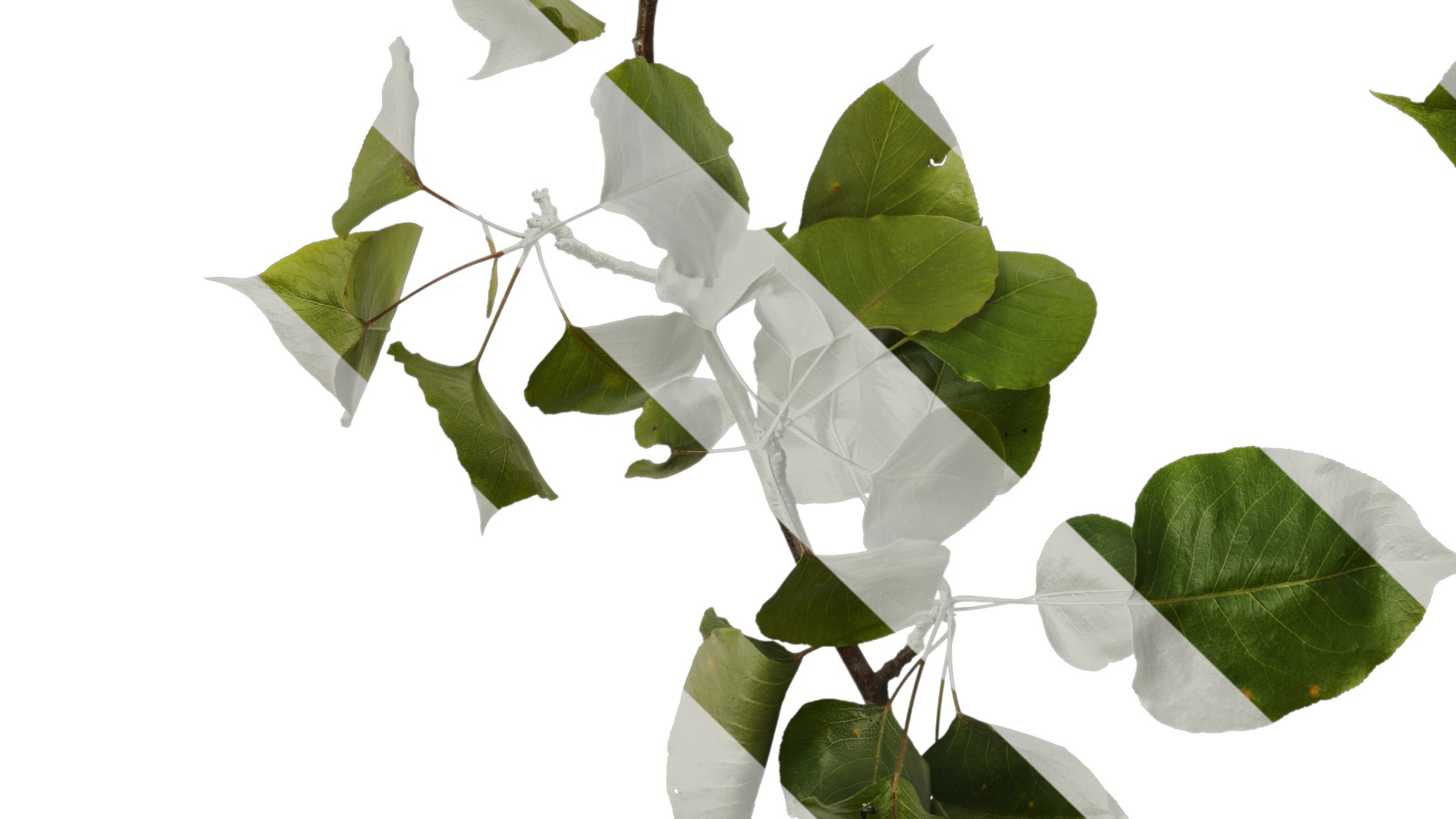 Pyrus Low-poly 3D model_45