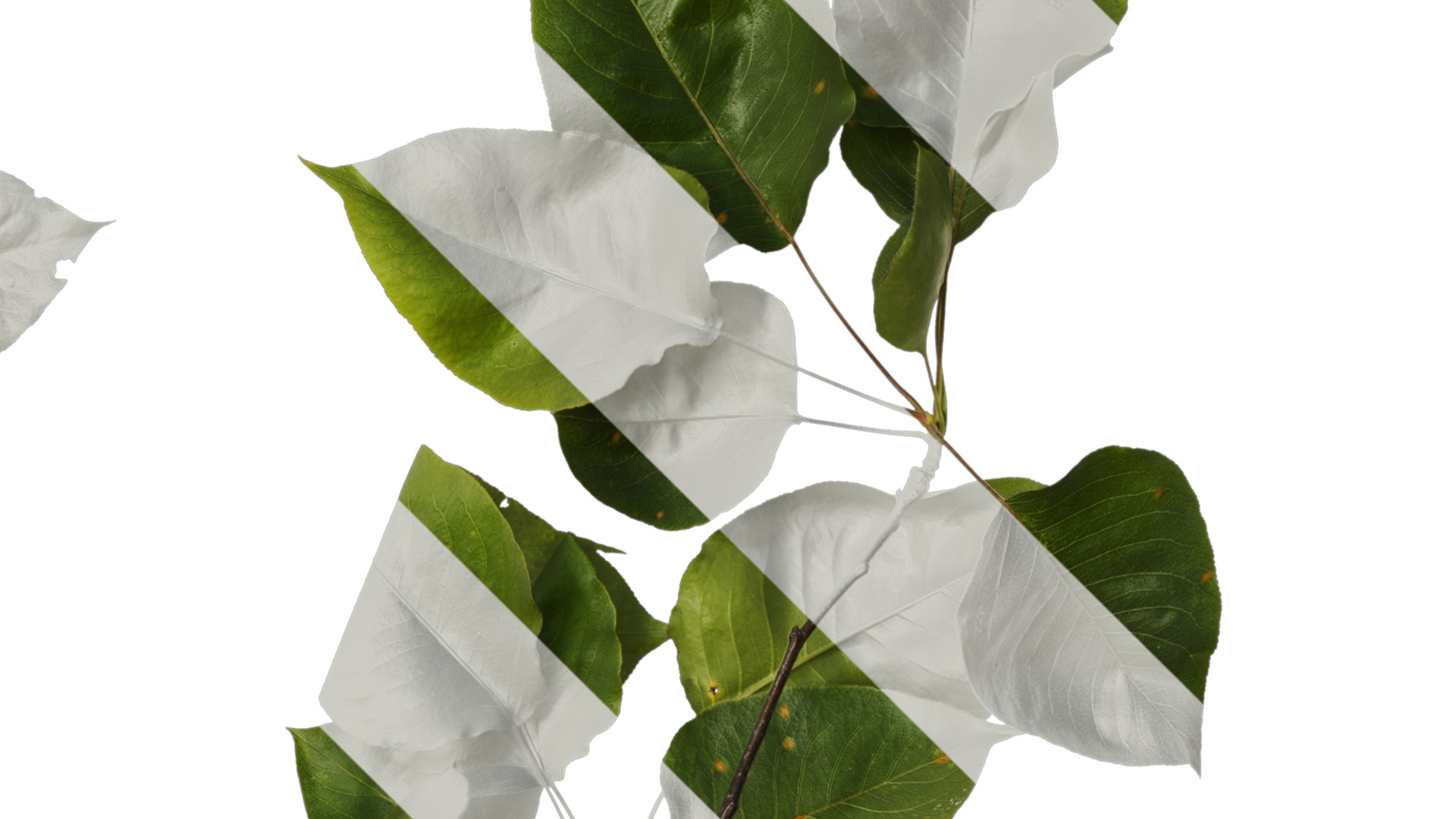 Pyrus Low-poly 3D model_42