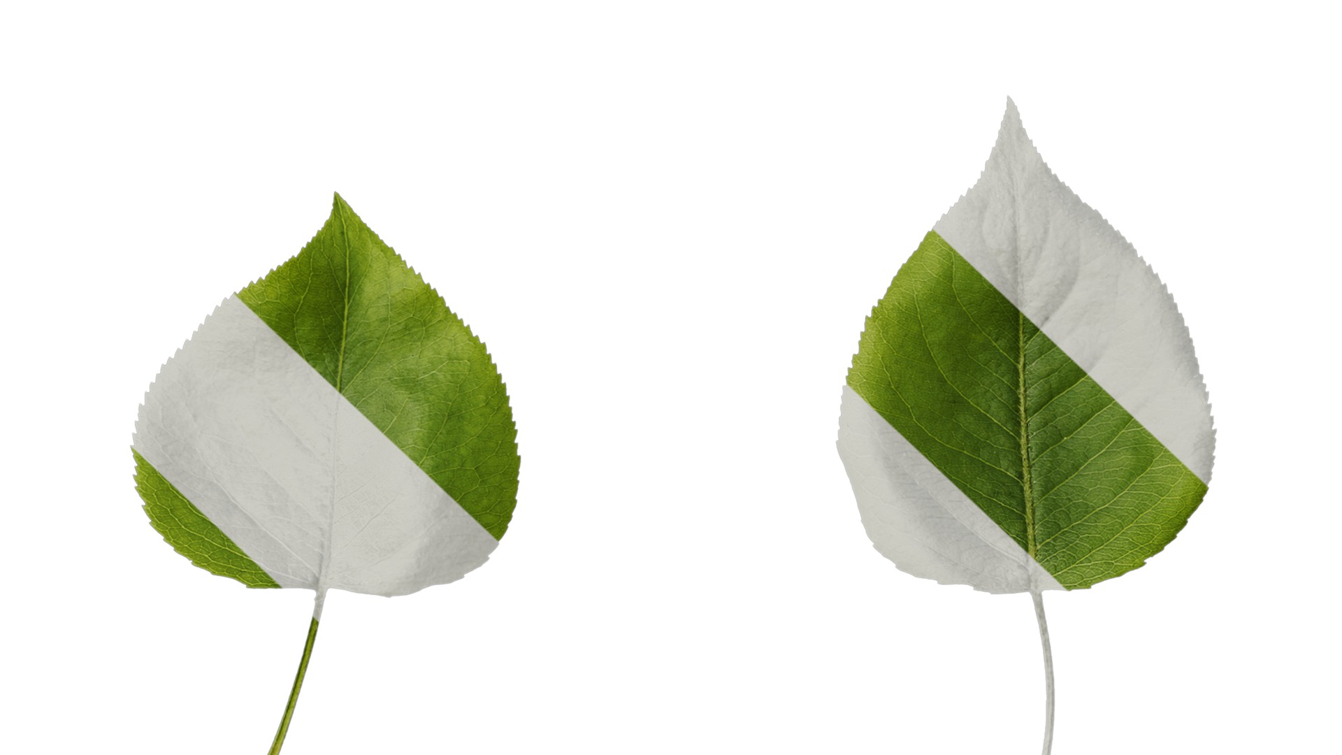 Pyrus Low-poly 3D model_104