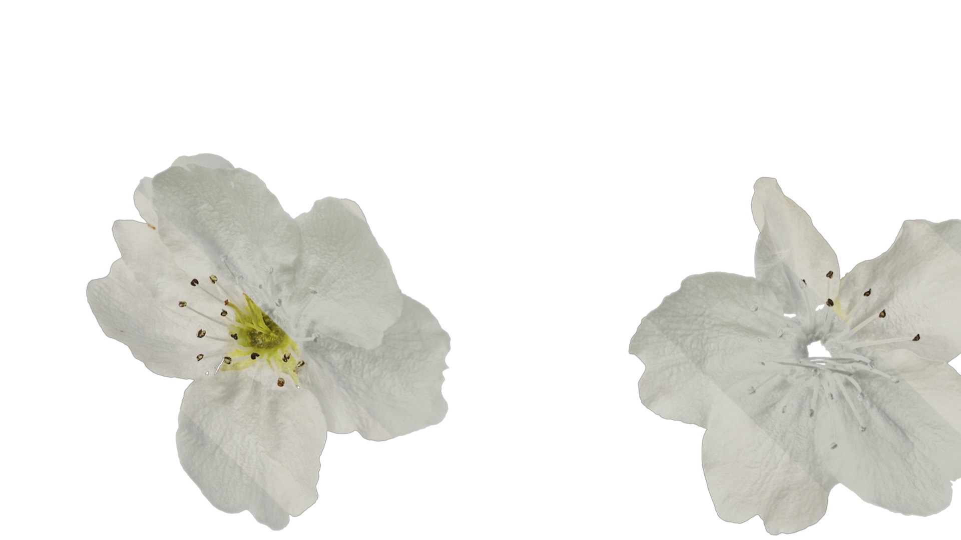 Pyrus Low-poly 3D model_72