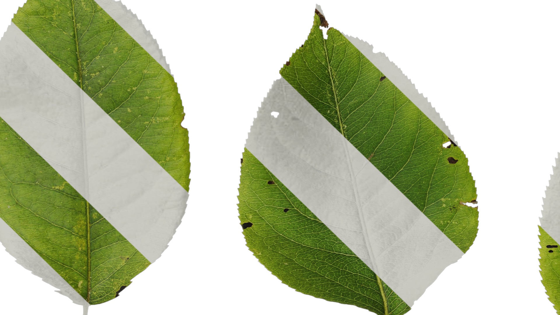 Pyrus Low-poly 3D model_84