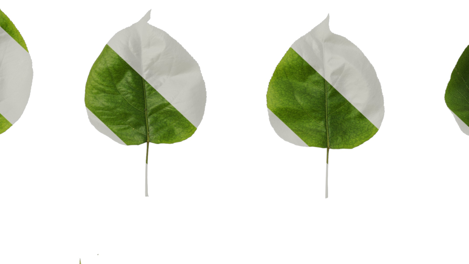 Pyrus Low-poly 3D model_95