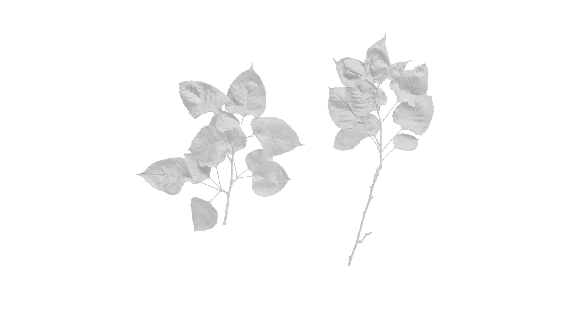 Pyrus Low-poly 3D model_48