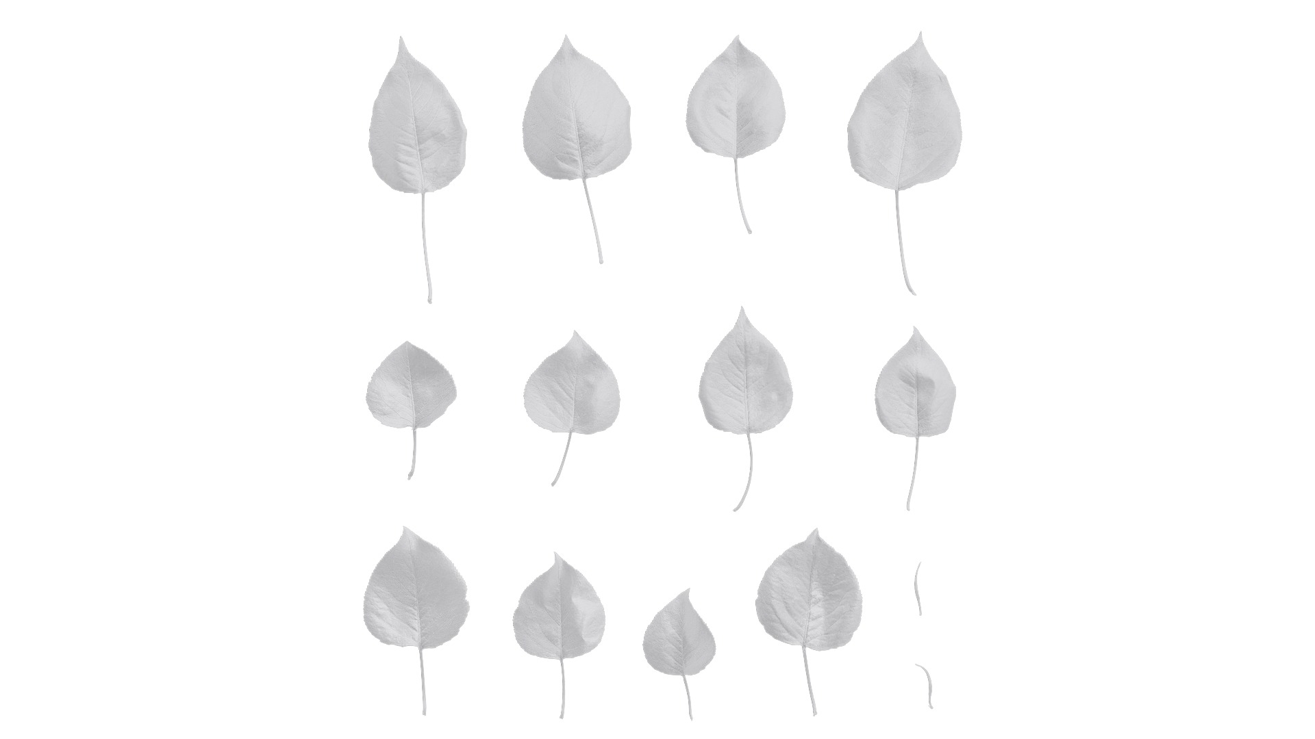 Pyrus Low-poly 3D model_96