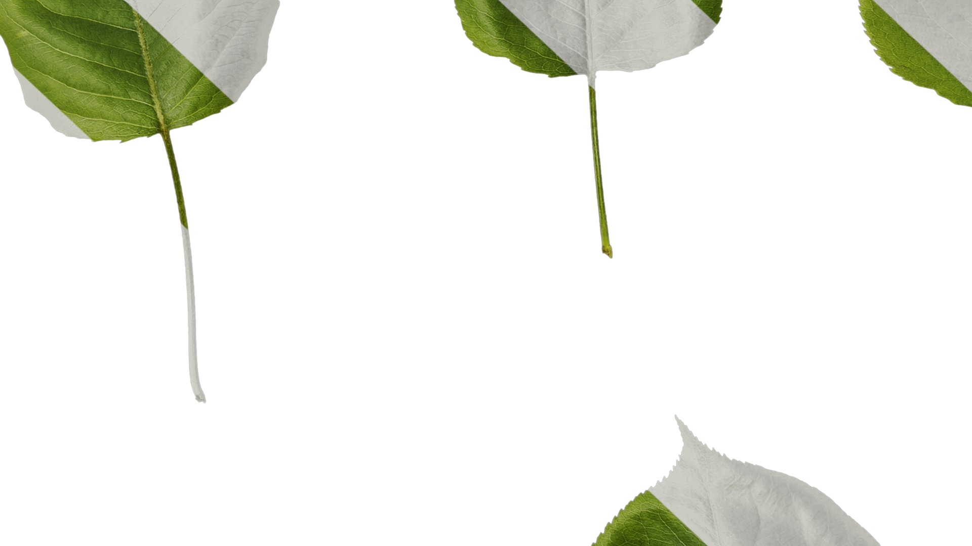 Pyrus Low-poly 3D model_38