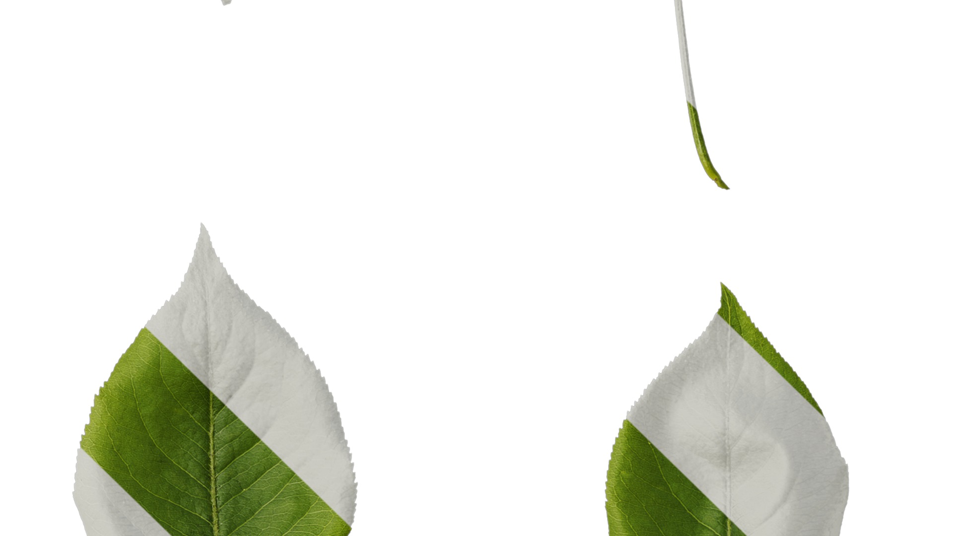 Pyrus Low-poly 3D model_101