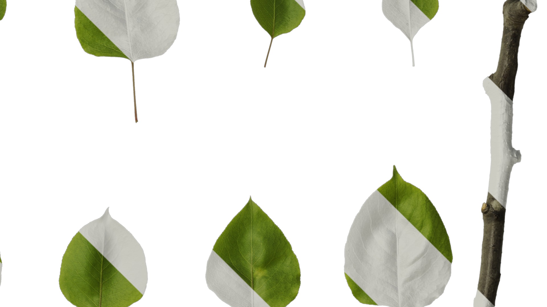 Pyrus Low-poly 3D model_108