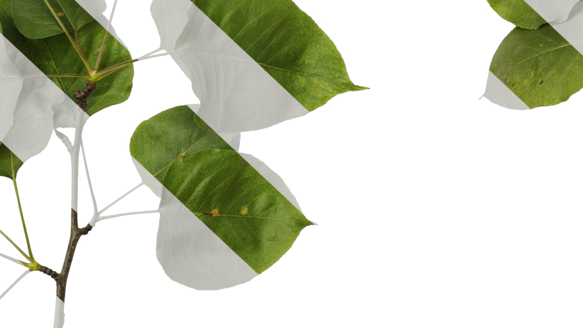 Pyrus Low-poly 3D model_56