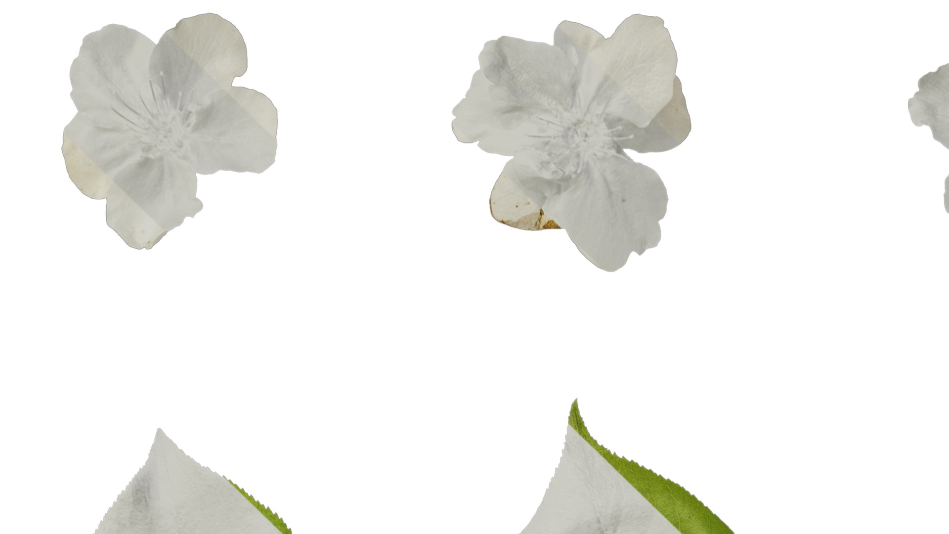 Pyrus Low-poly 3D model_32