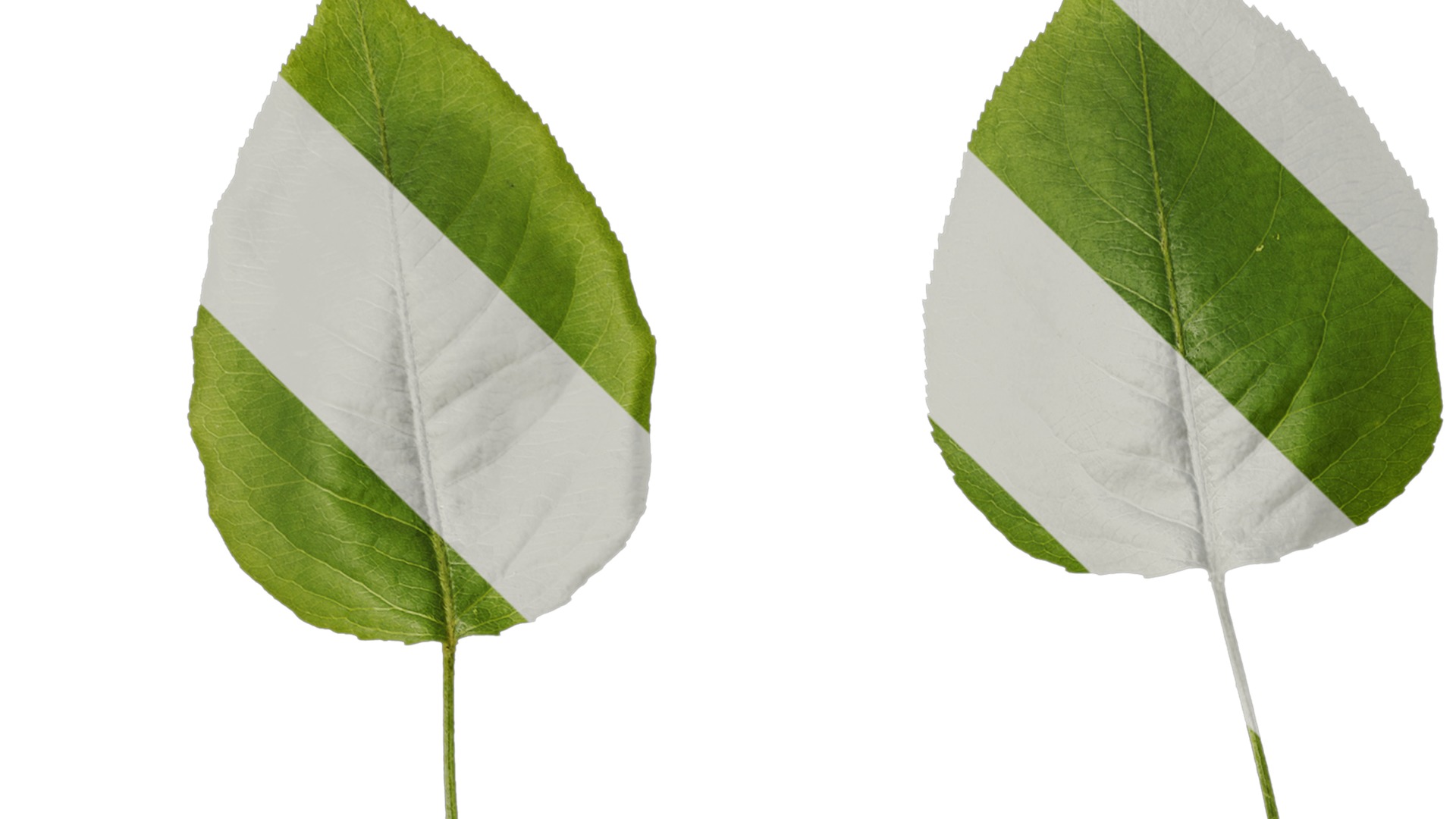 Pyrus Low-poly 3D model_98