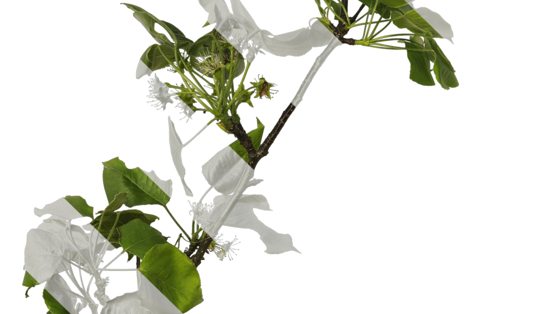 Pyrus Low-poly 3D model_24