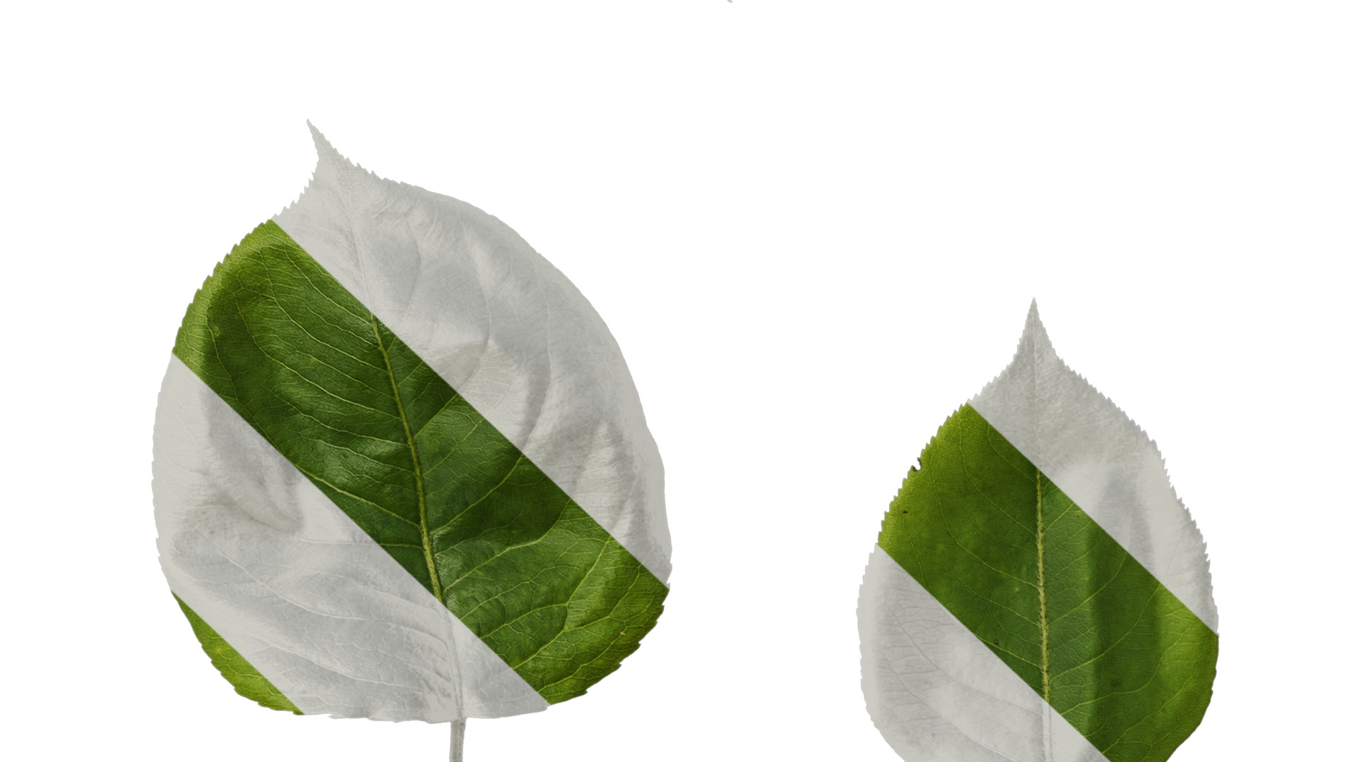 Pyrus Low-poly 3D model_37