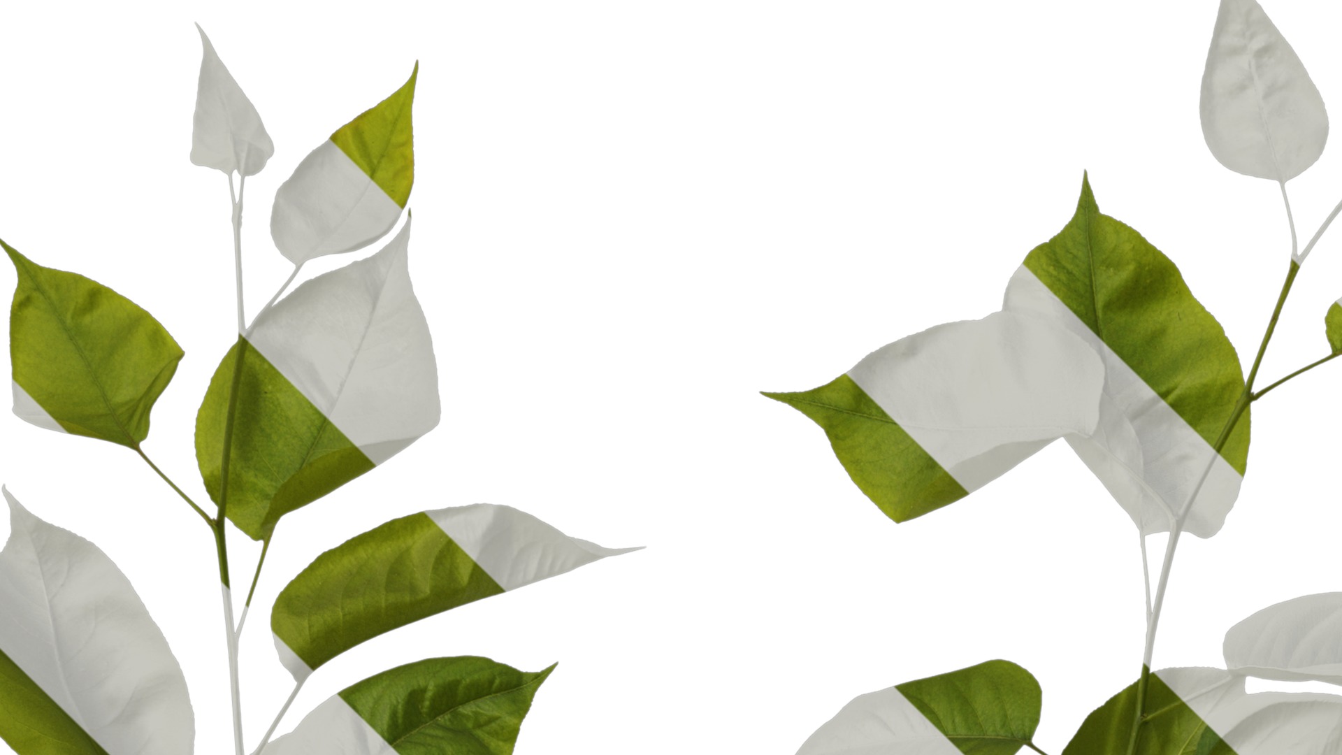 Pyrus Low-poly 3D model_12