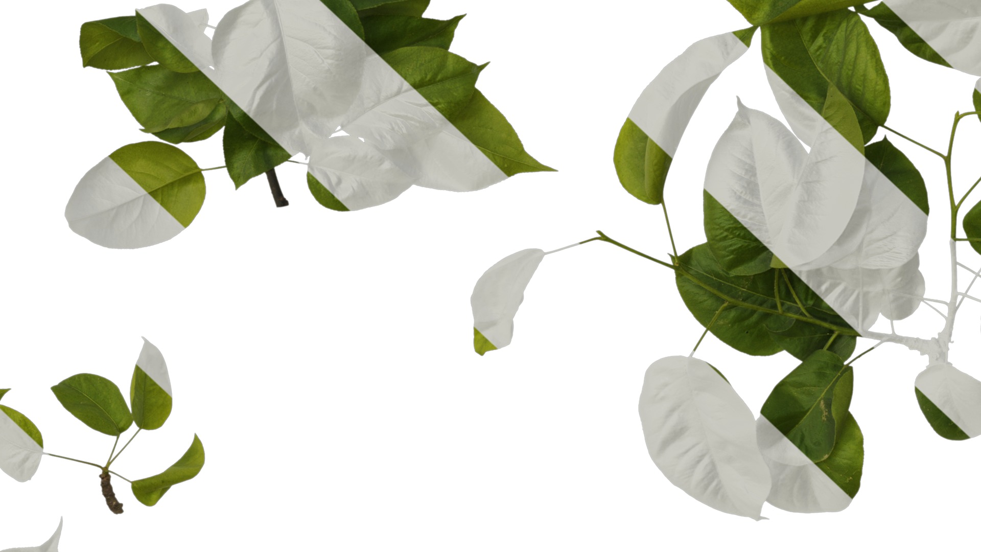 Pyrus Low-poly 3D model_18