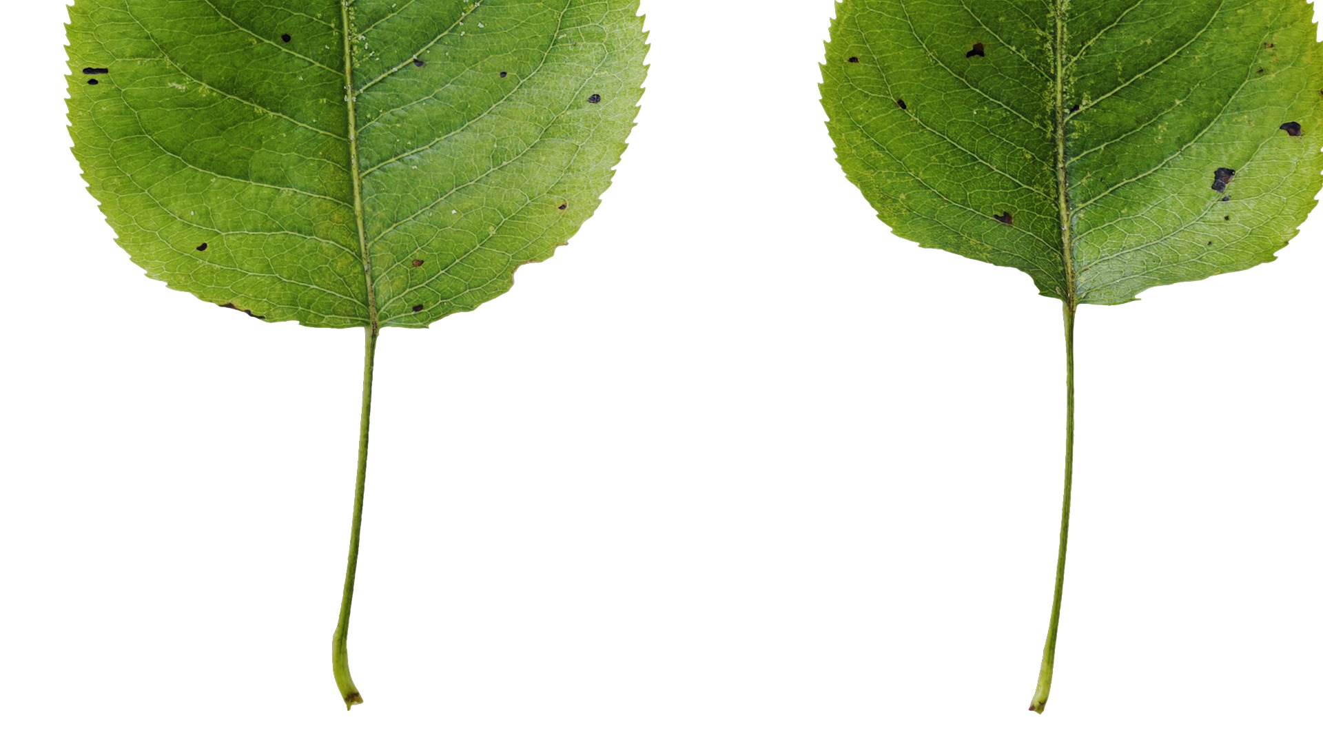 Pyrus Low-poly 3D model_77