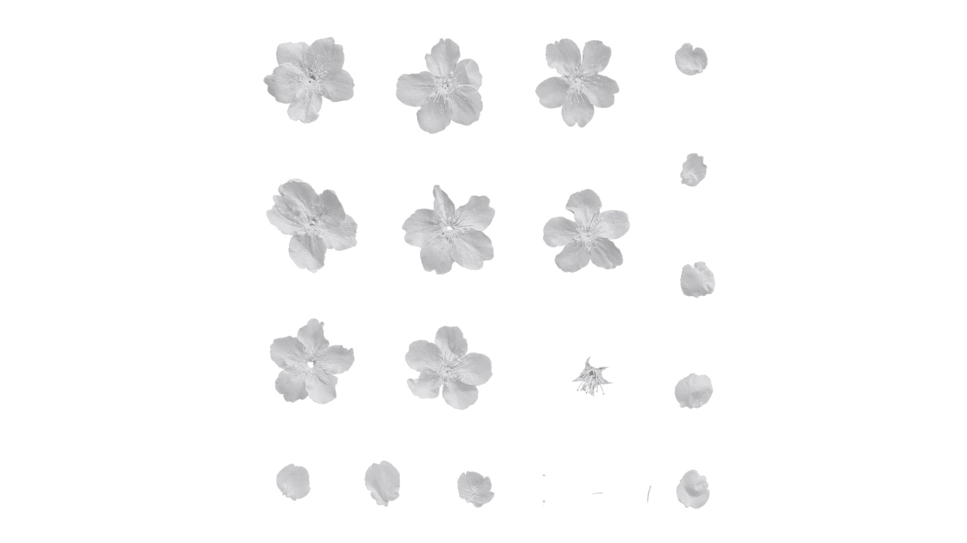 Pyrus Low-poly 3D model_68