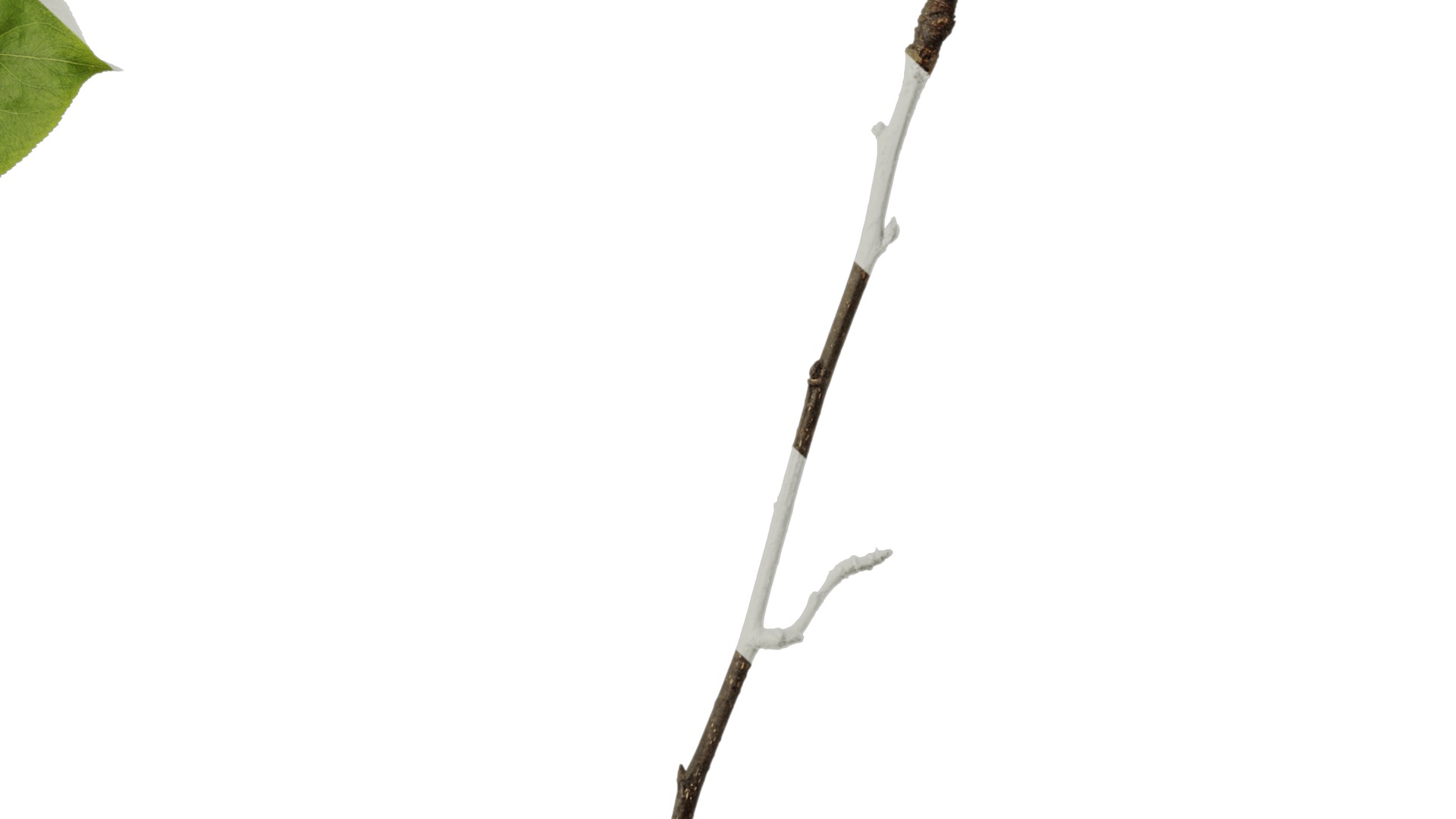 Pyrus Low-poly 3D model_55