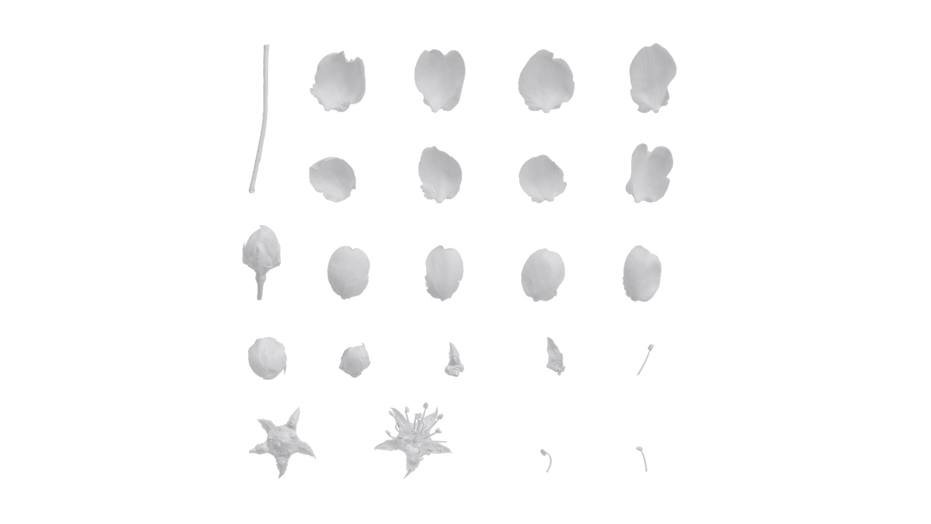 Pyrus Low-poly 3D model_59