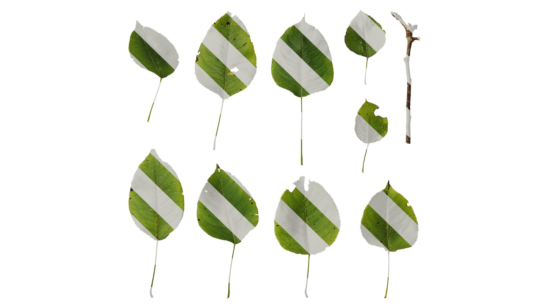 Pyrus Low-poly 3D model_79