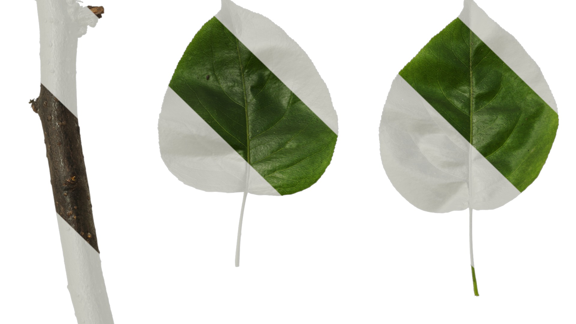 Pyrus Low-poly 3D model_89