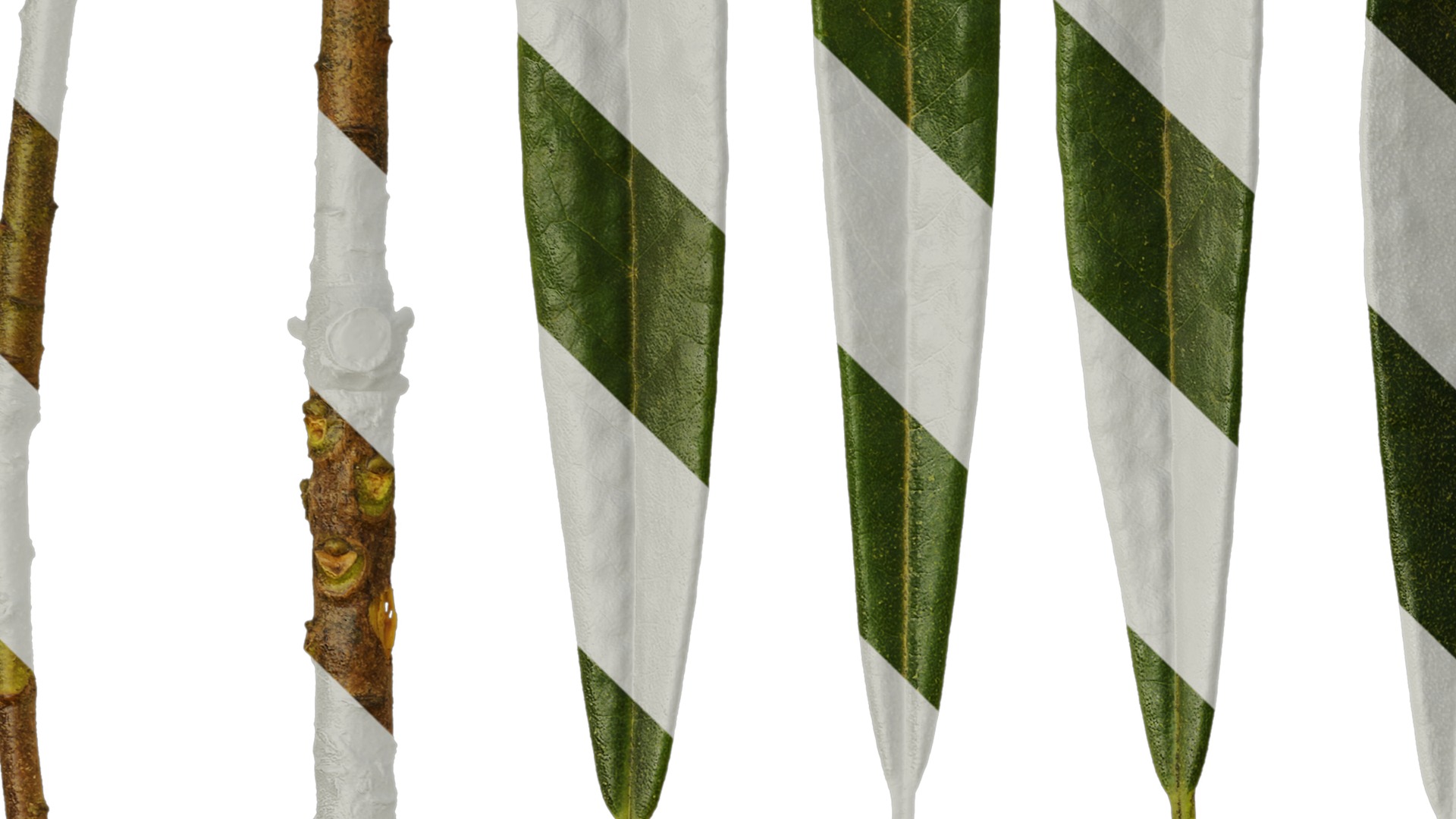 Rhododendron lapponicum Low-poly 3D model_134