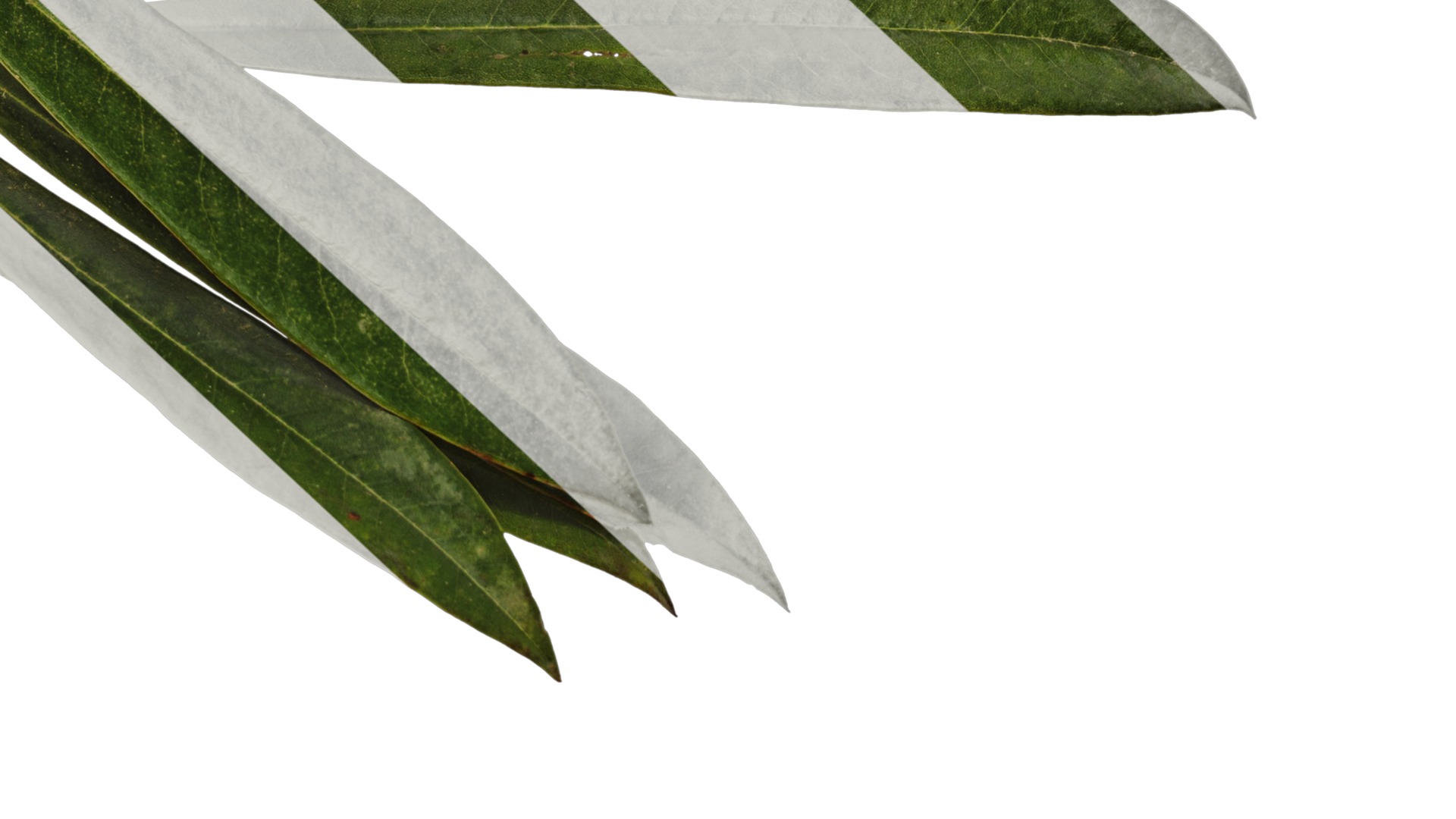 Rhododendron lapponicum Low-poly 3D model_104