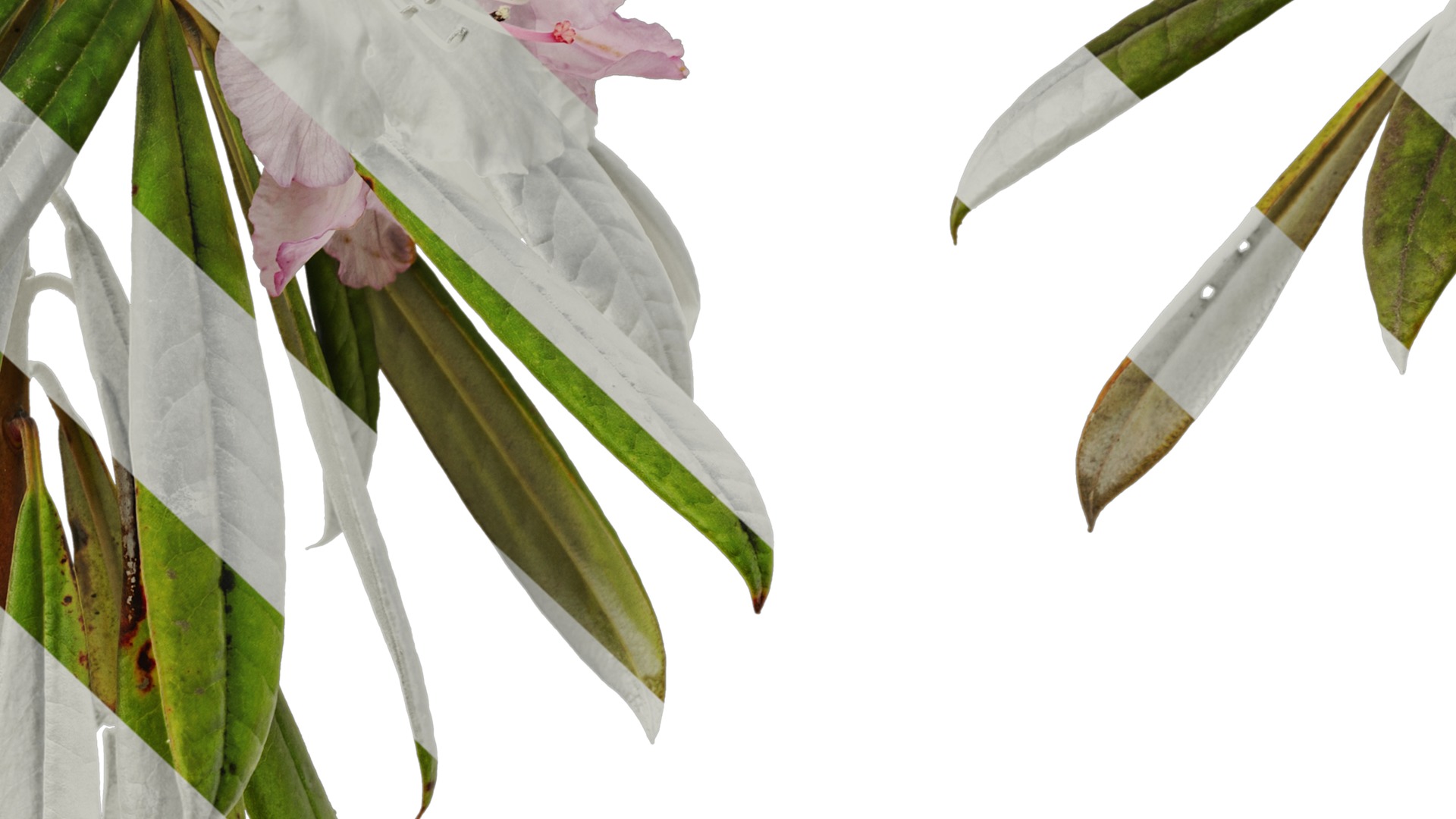 Rhododendron lapponicum Low-poly 3D model_60