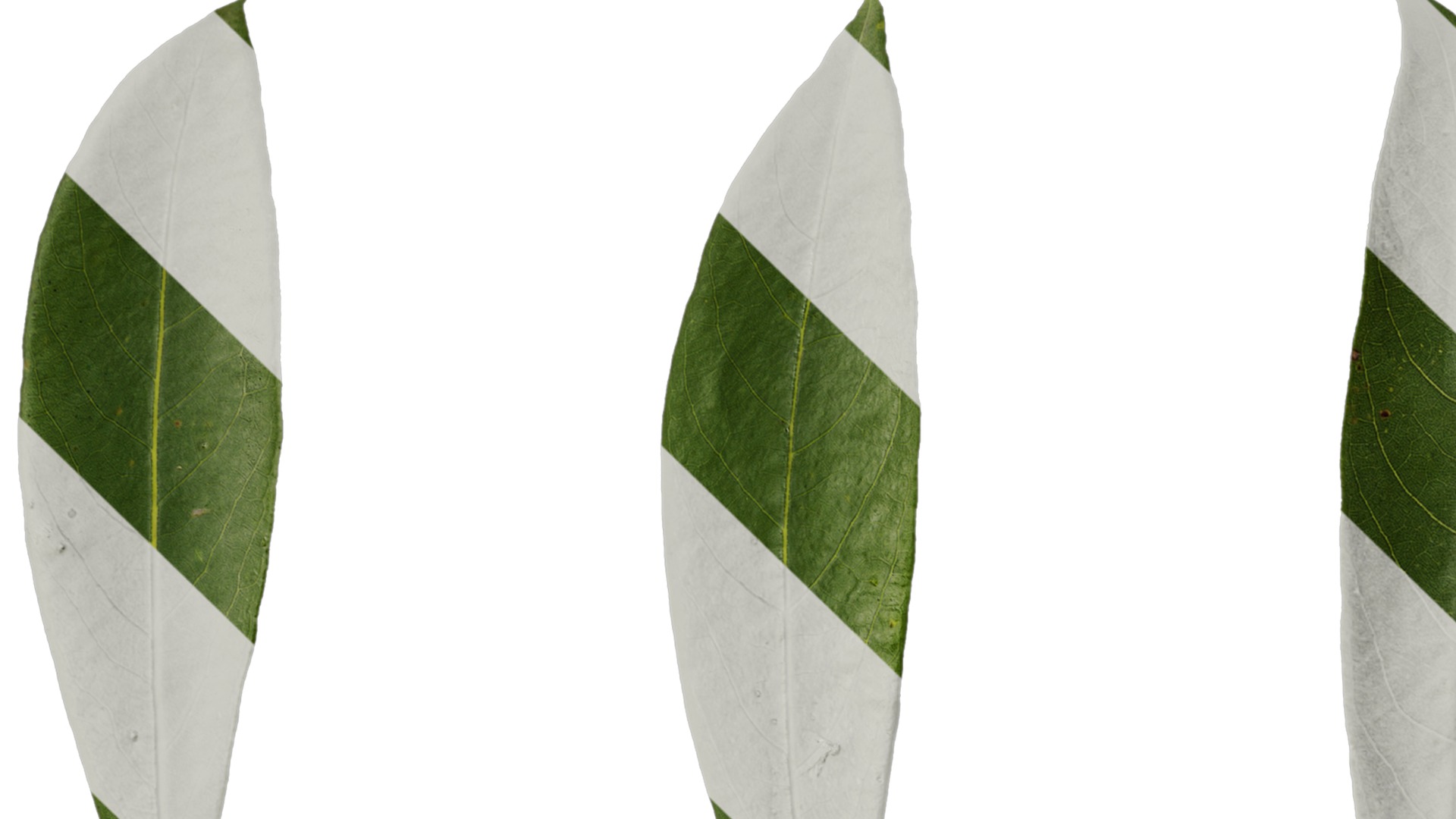 Rhododendron lapponicum Low-poly 3D model_120