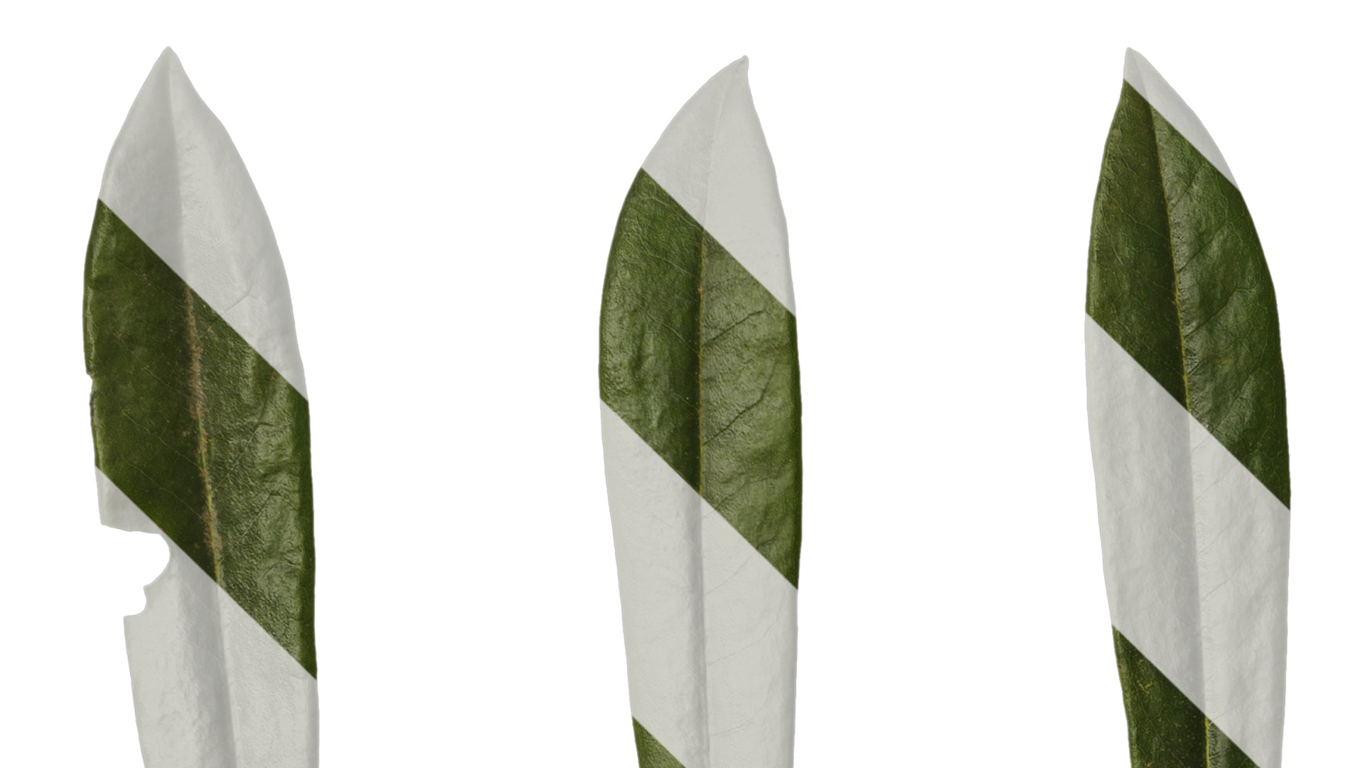 Rhododendron lapponicum Low-poly 3D model_144