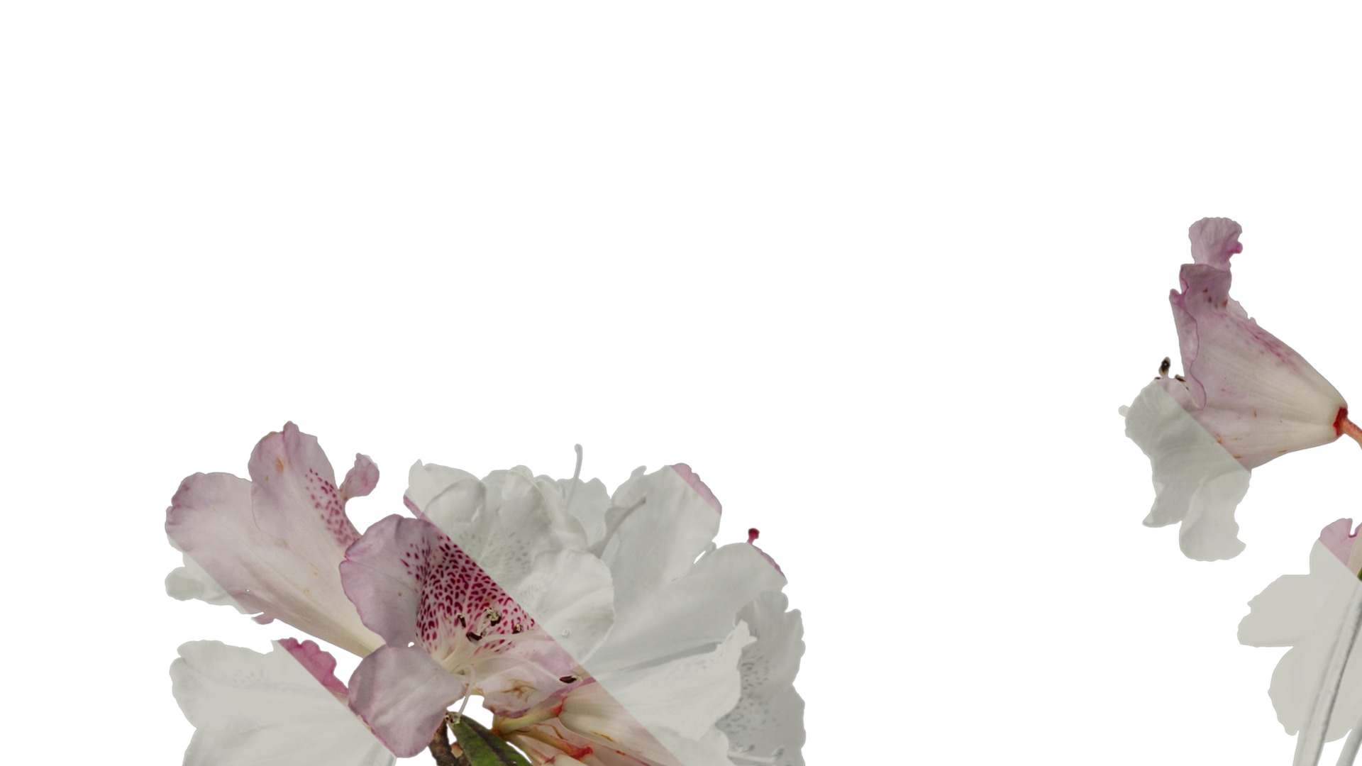 Rhododendron lapponicum Low-poly 3D model_68