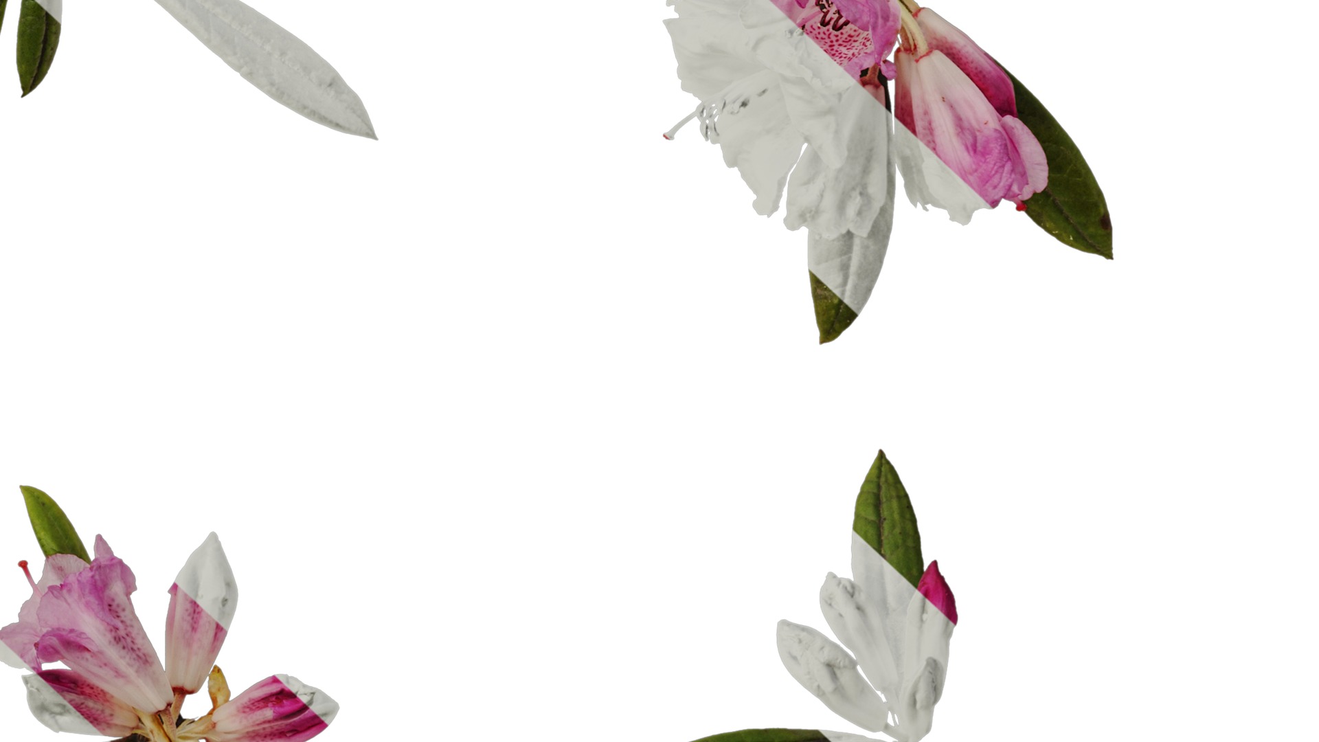 Rhododendron lapponicum Low-poly 3D model_88