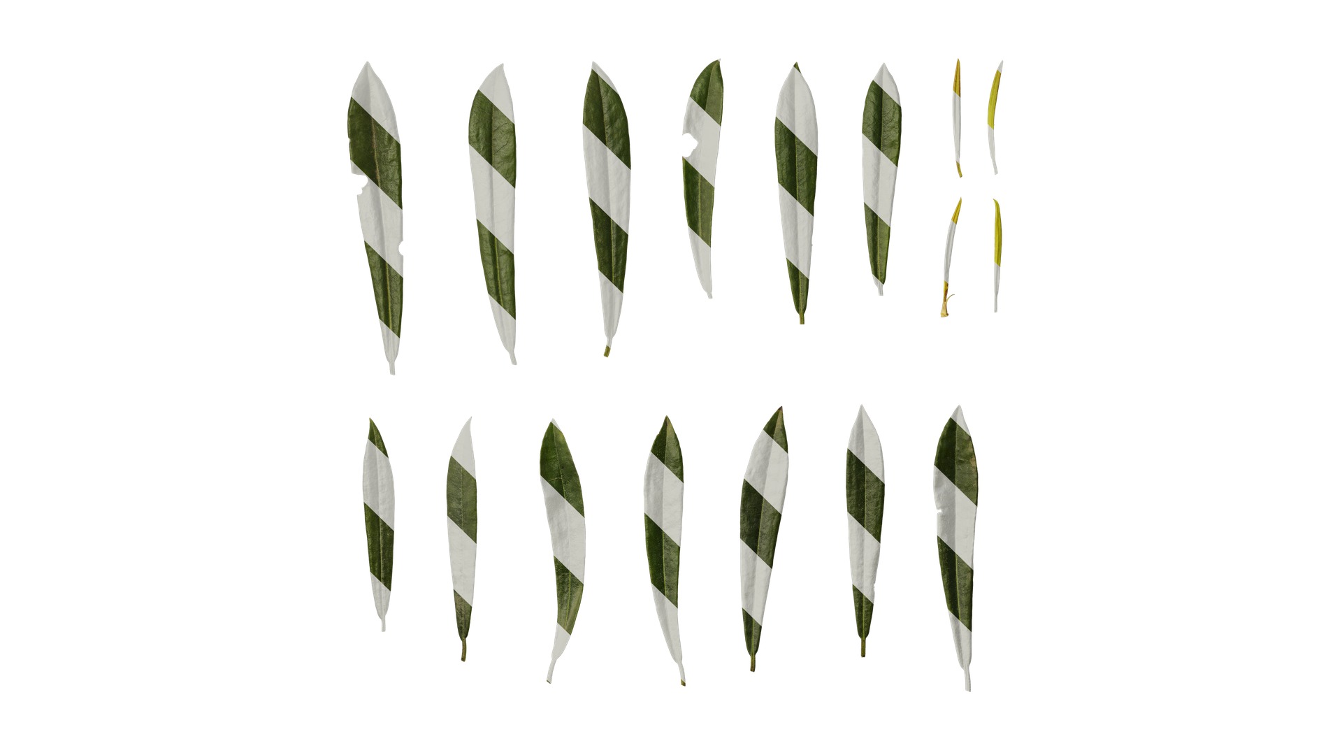 Rhododendron lapponicum Low-poly 3D model_143