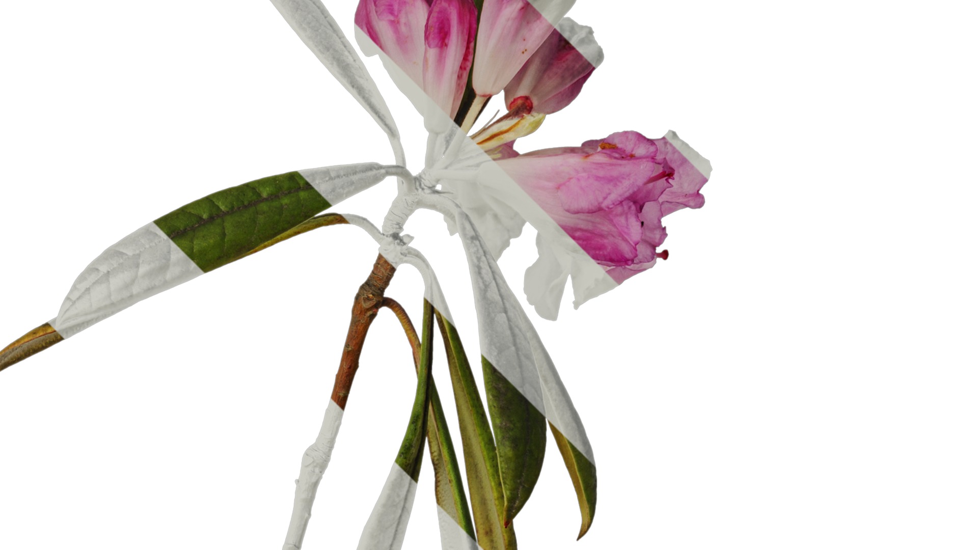 Rhododendron lapponicum Low-poly 3D model_28