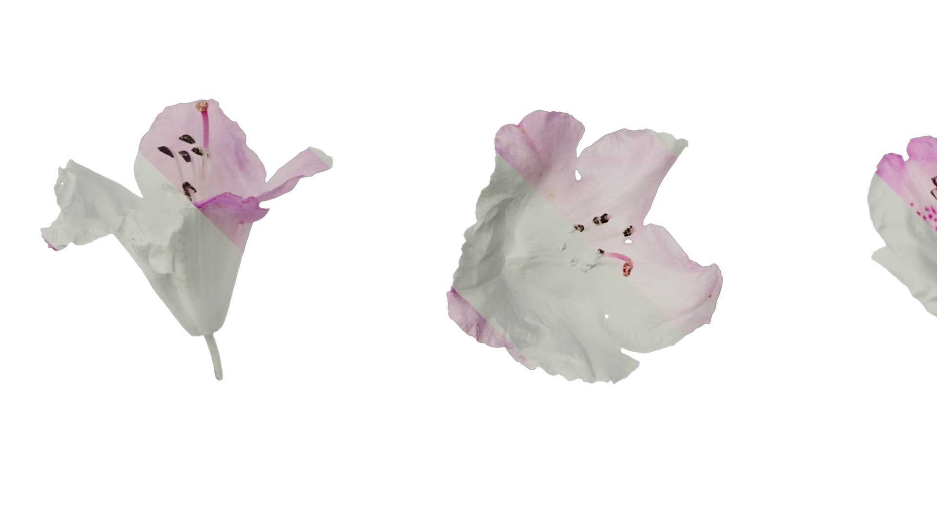 Rhododendron lapponicum Low-poly 3D model_117